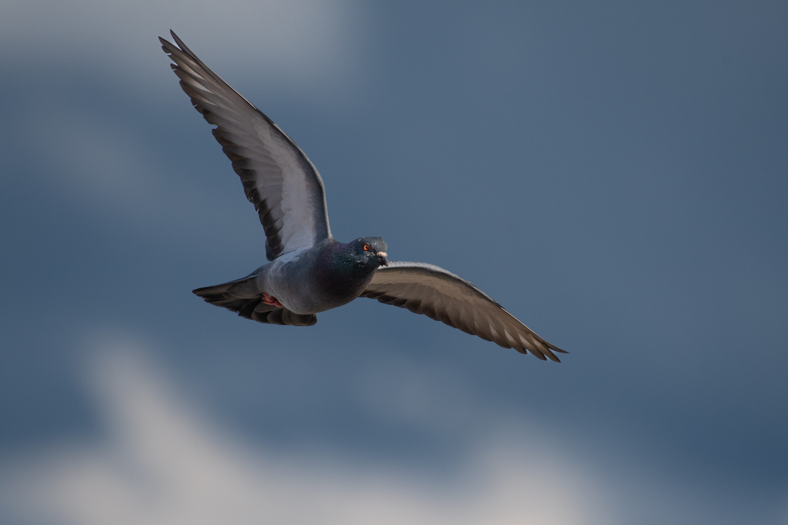 Rock pigeon in flight against the sky