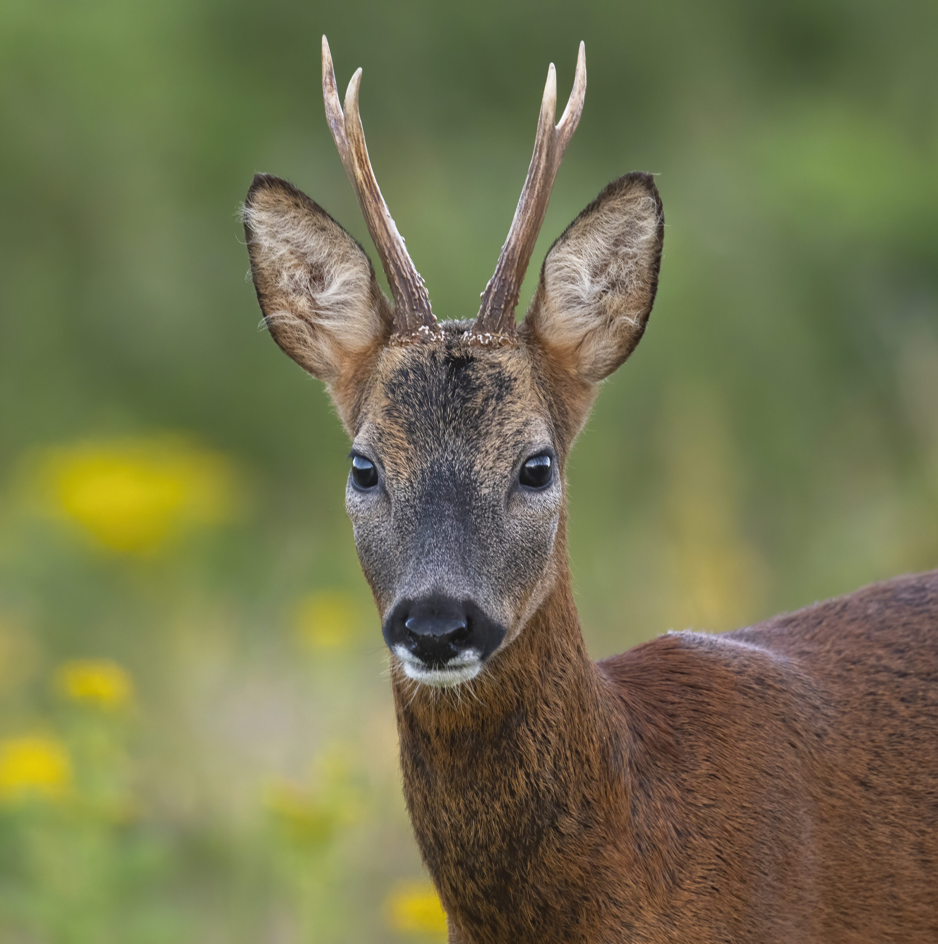 Male European roe deer looking toward the camera in Scotland