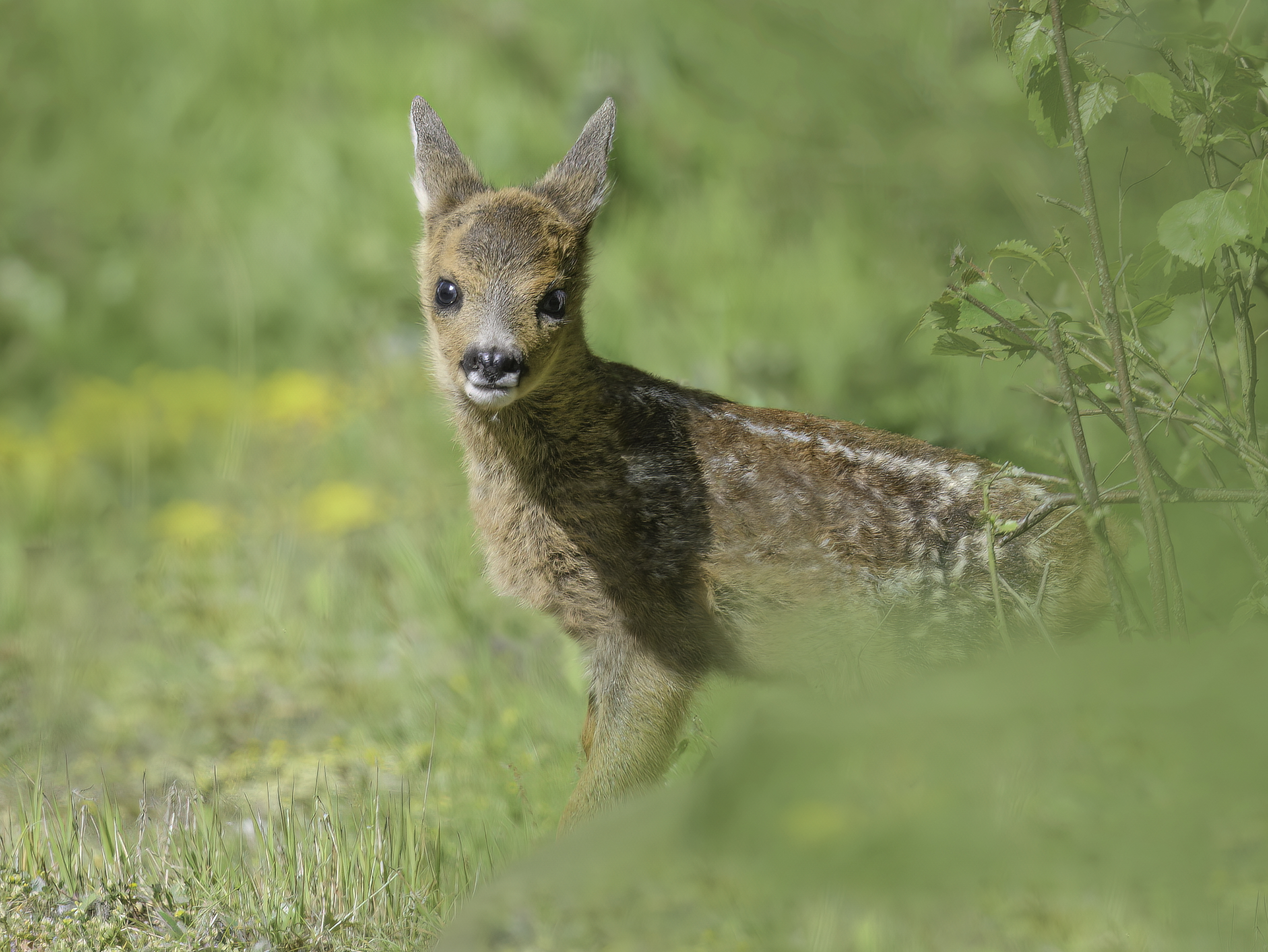 European roe deer fawn standing in vegetation and looking toward the camera