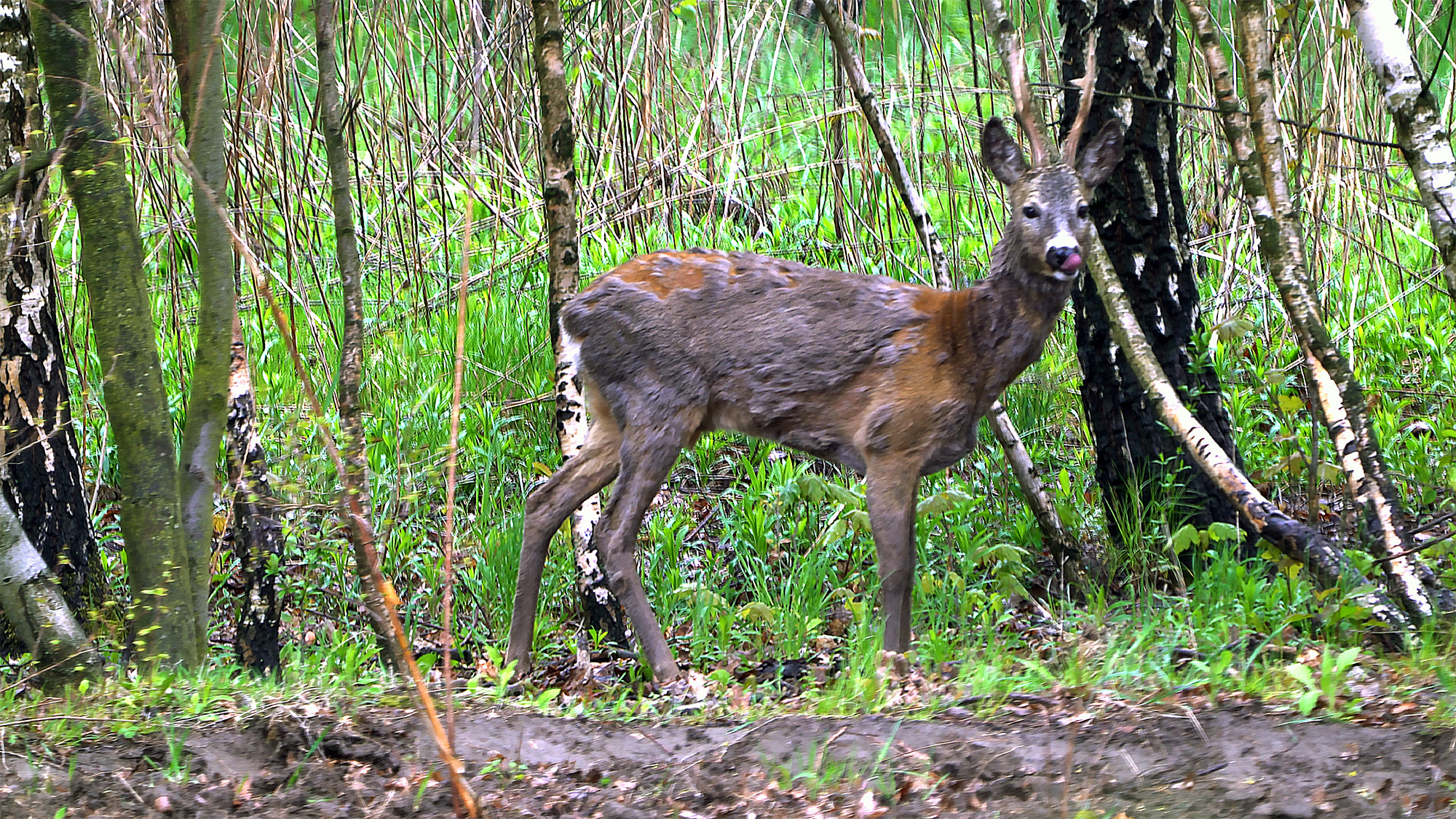 Male European roe deer in woodland in Łódź, Poland