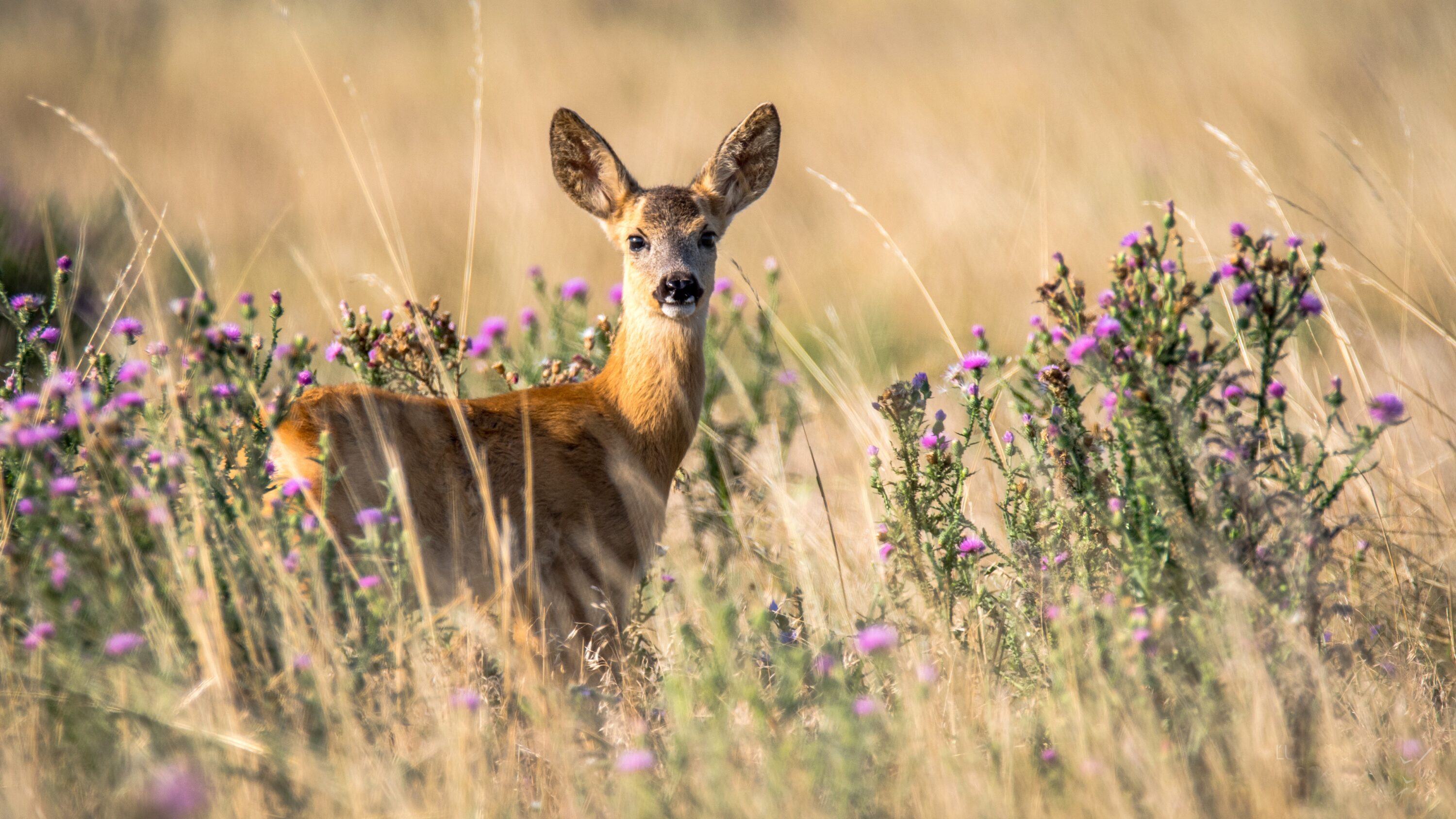 European roe deer standing in open vegetation