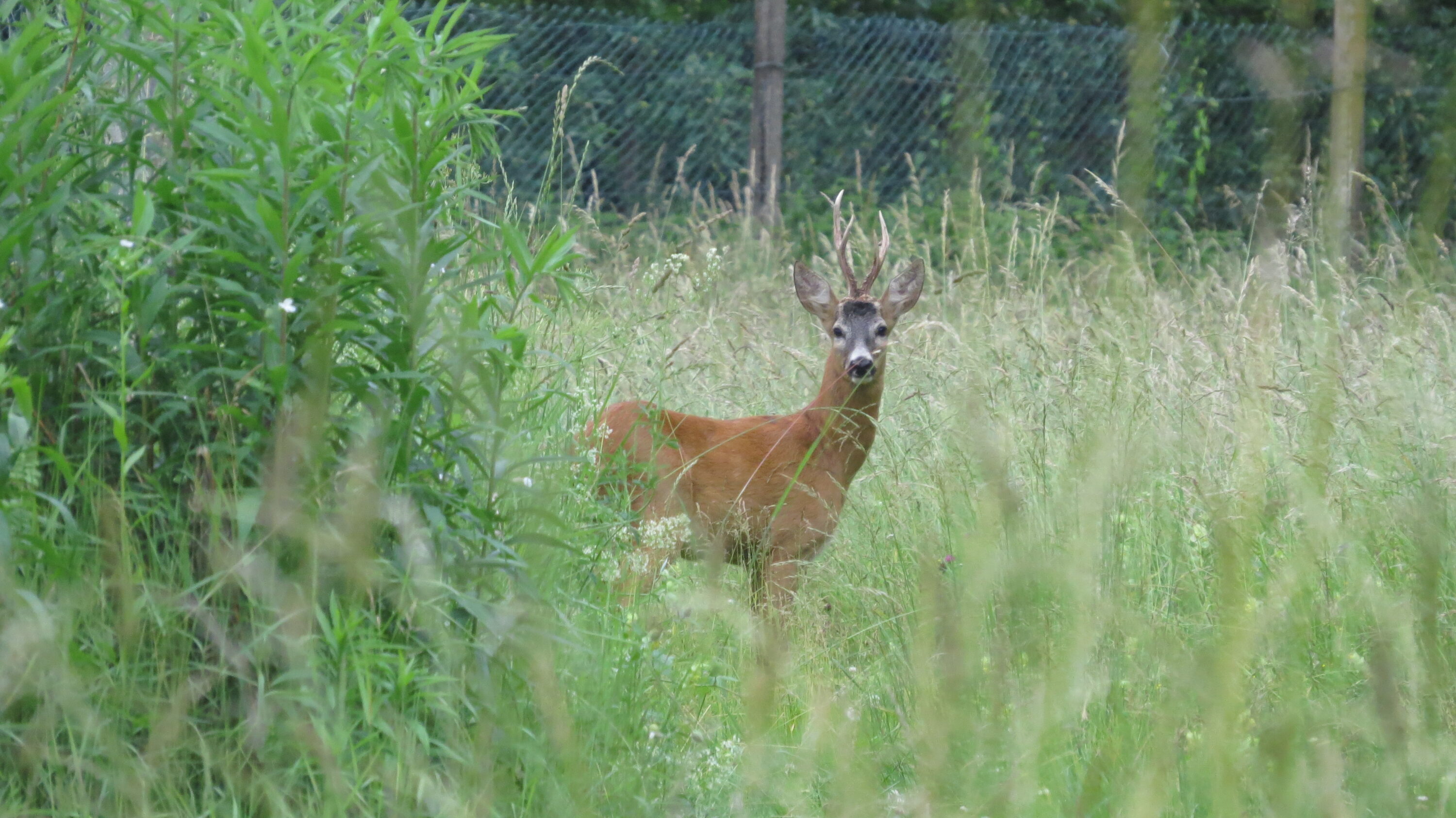 Male roe deer looking toward the observer in northern Italy