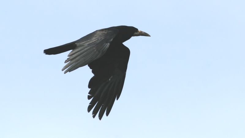 Rook flying against a pale blue sky