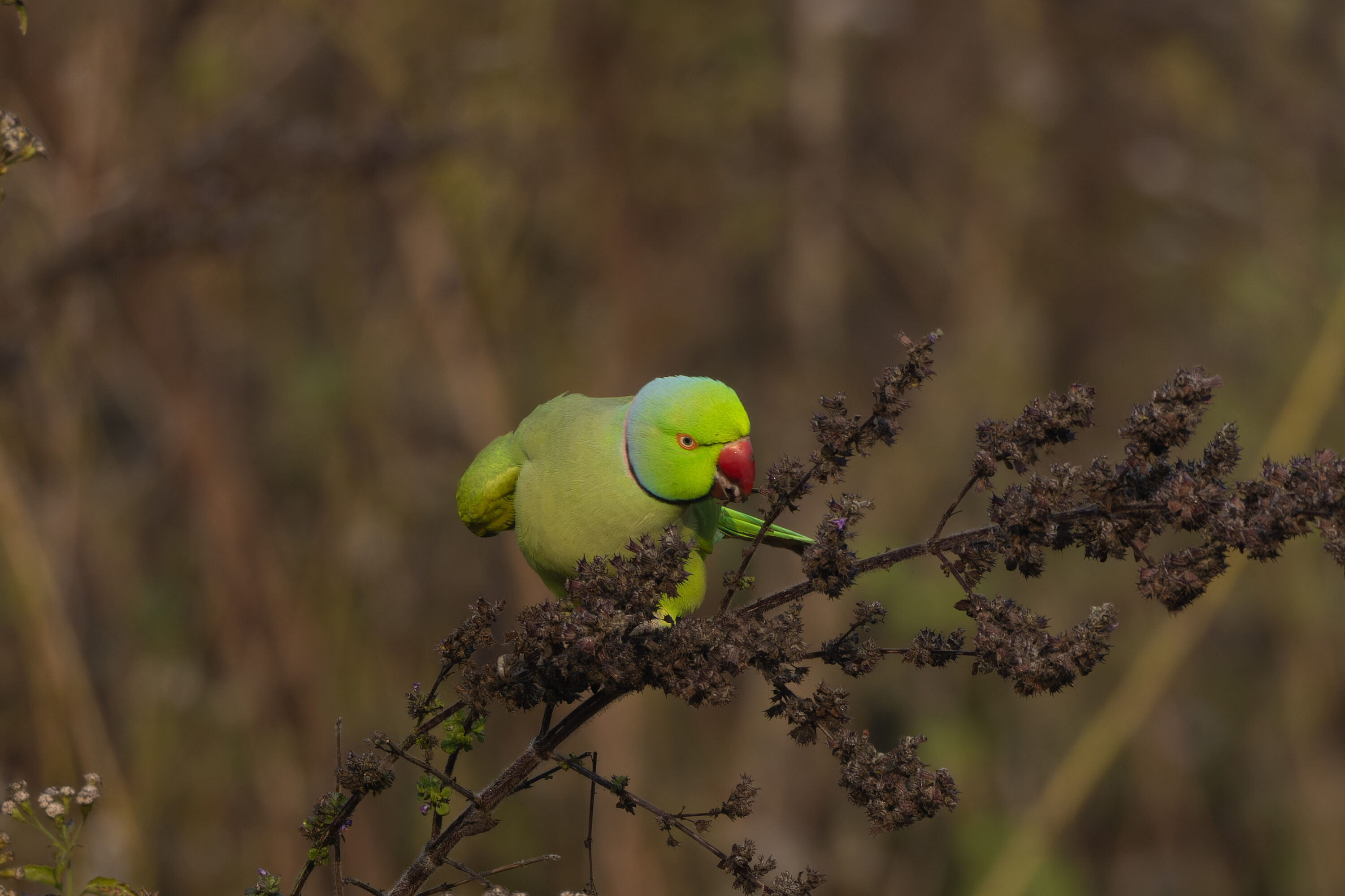 Rose-ringed parakeet in Kankrajhore, West Bengal, India