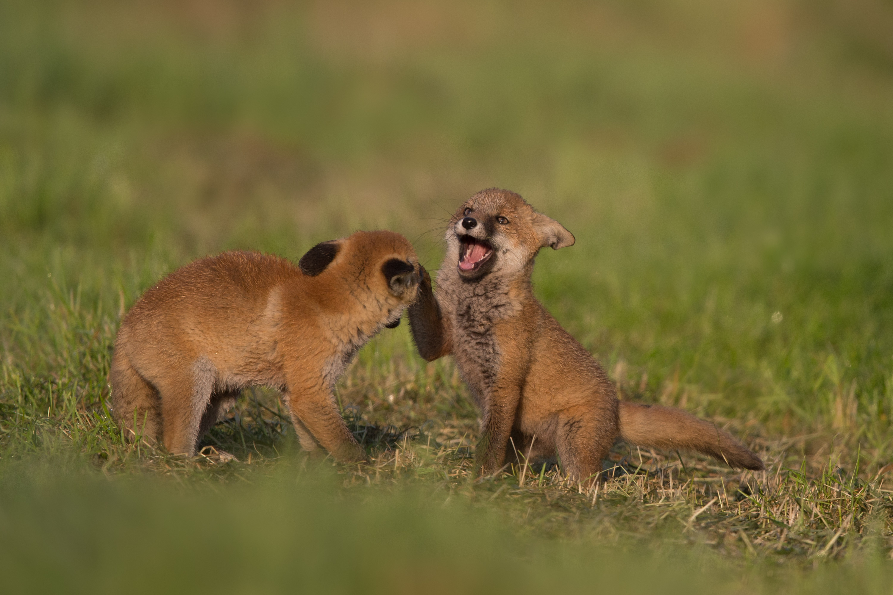 Red fox in Germany