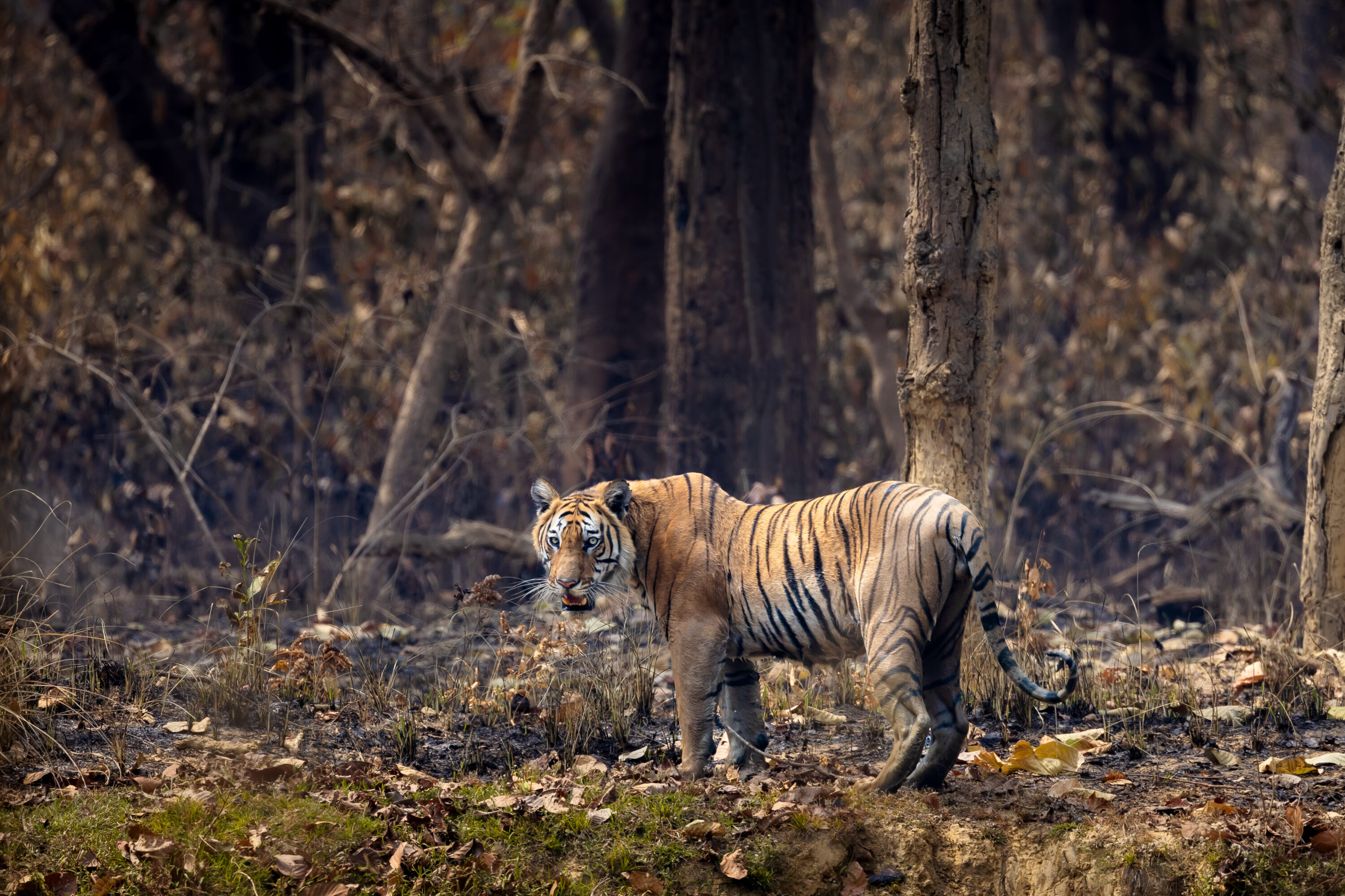 Wild Bengal tiger in forest habitat in Bardia National Park