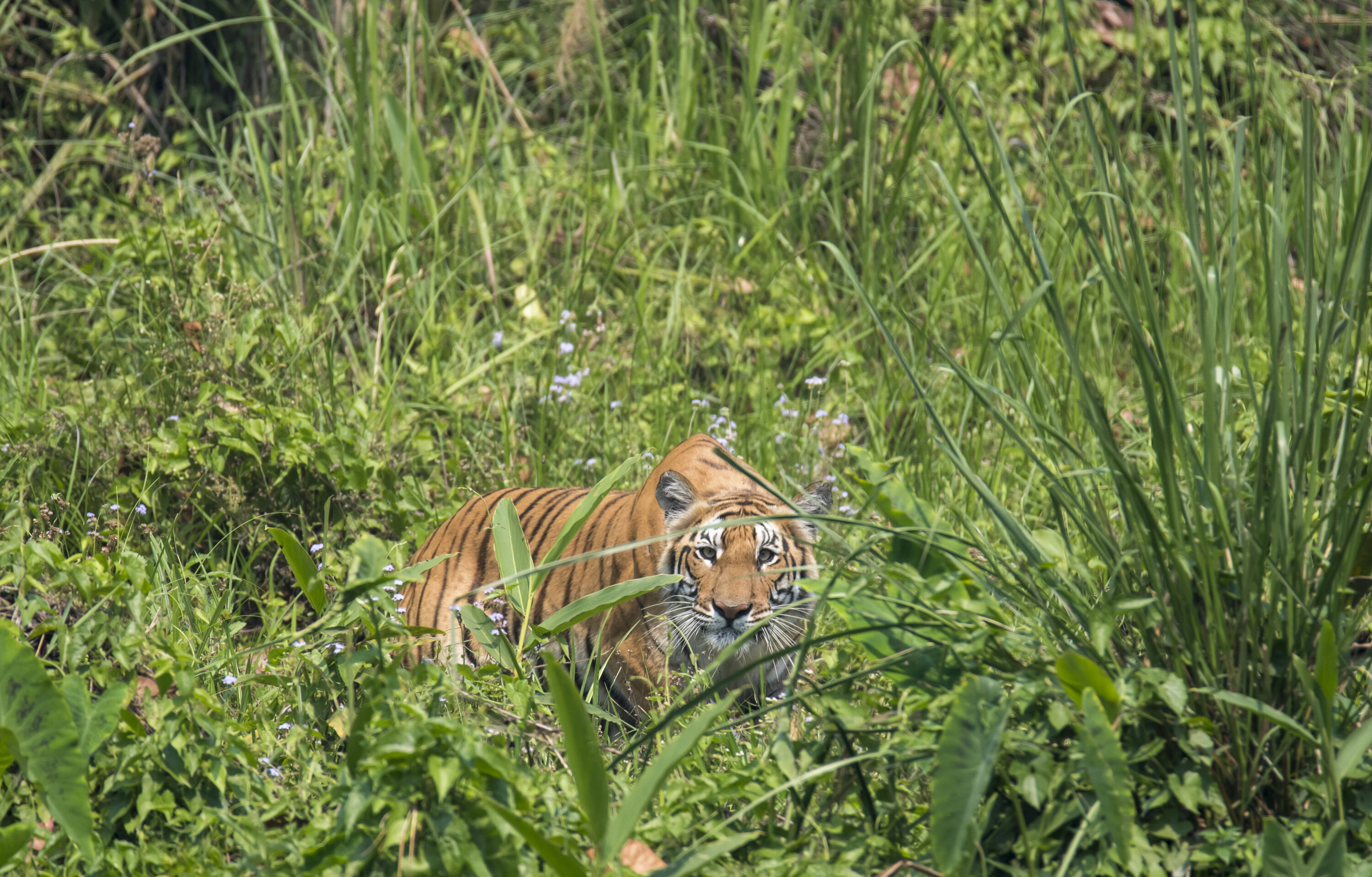 Wild tiger in dense vegetation in Chitwan National Park, Nepal