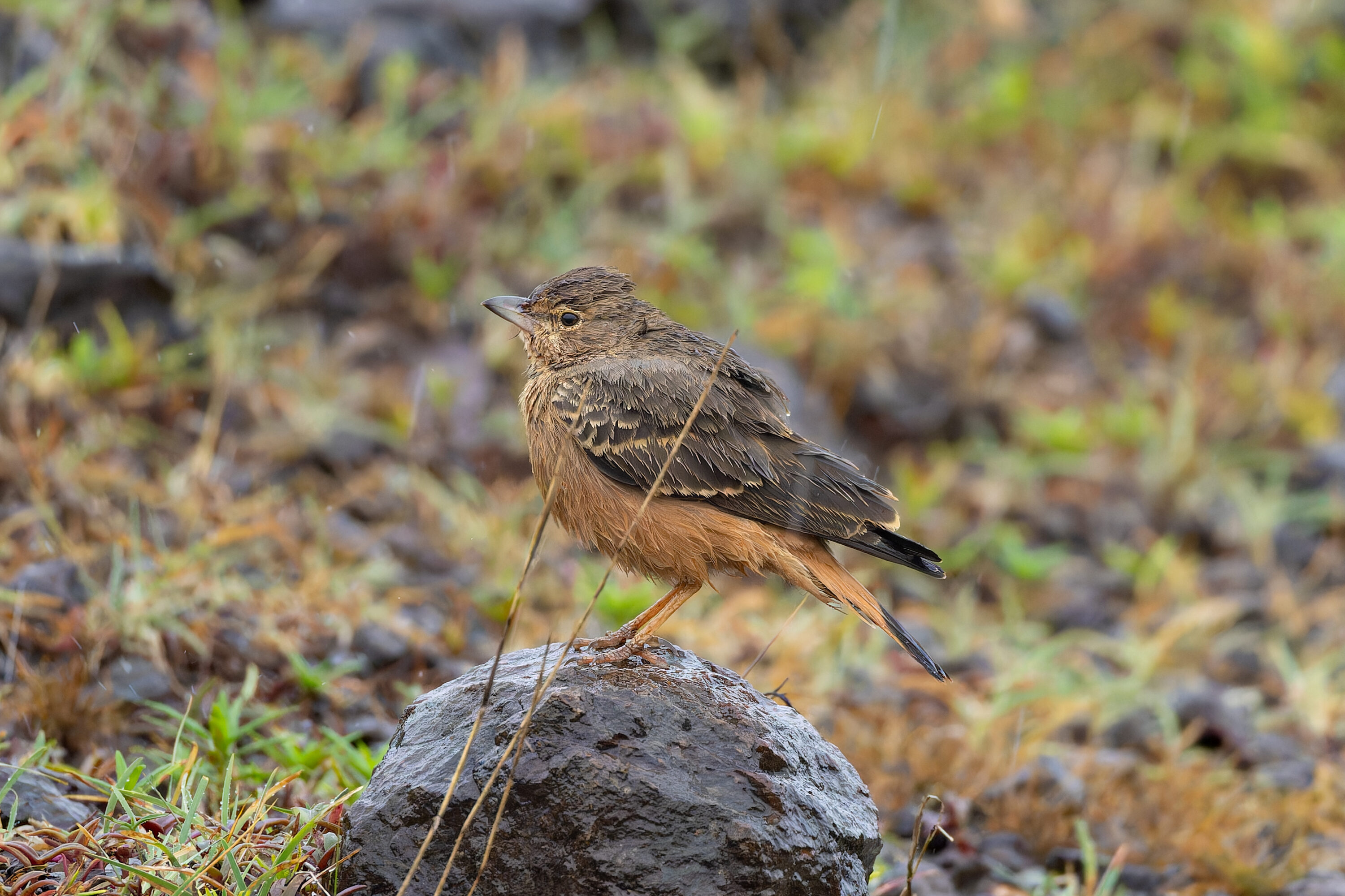 Rufous-tailed lark standing on open stony ground in Bhigwan, Maharashtra, India