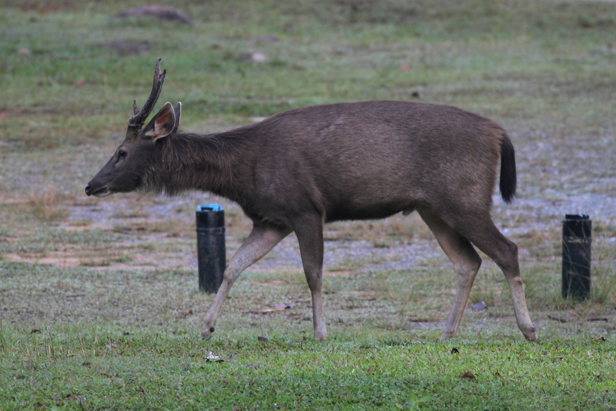 Male sambar deer in Khao Yai National Park, Thailand