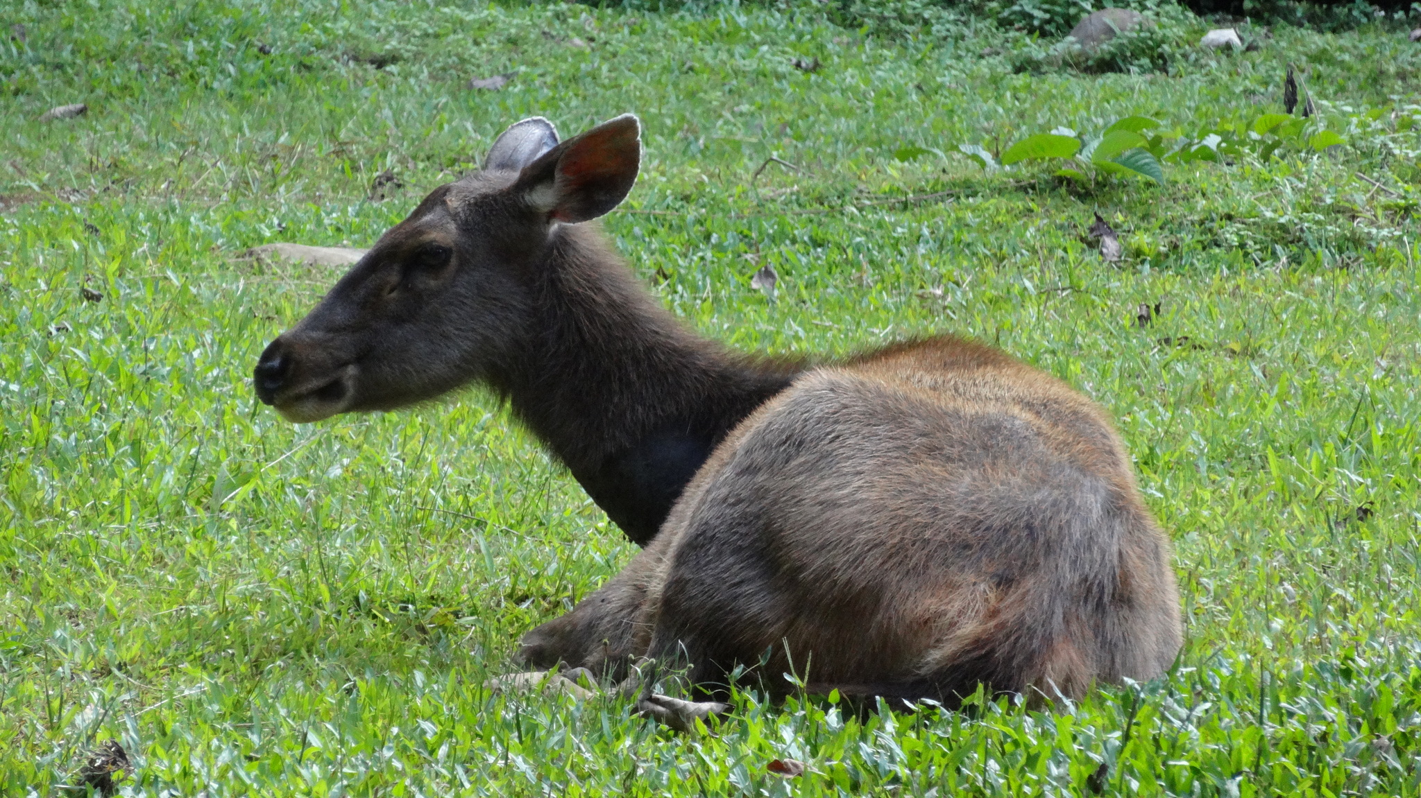 Female sambar in forest habitat in Khao Yai National Park, Thailand