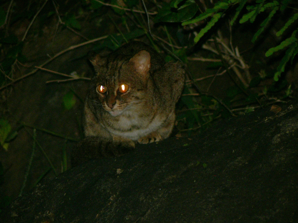 Rusty-spotted cat in the Anamalai Hills, South India
