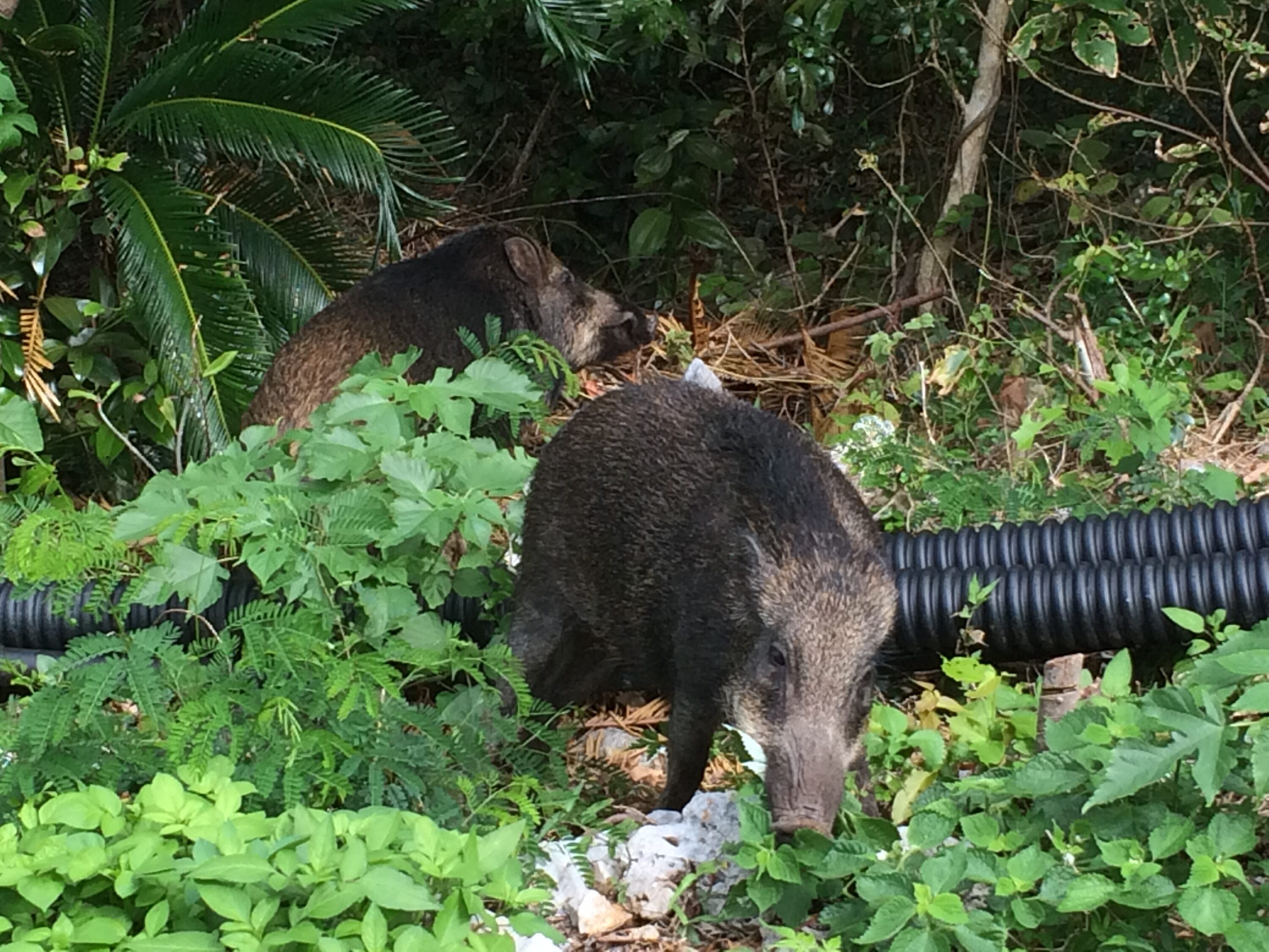Ryukyu wild boar in Okinawa, Japan