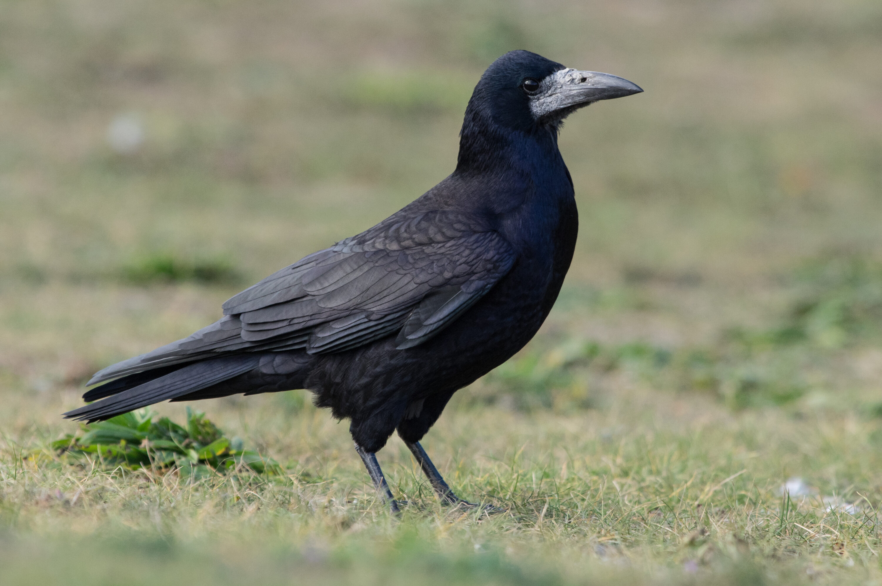 Adult rook standing on grass with an unobstructed head and body