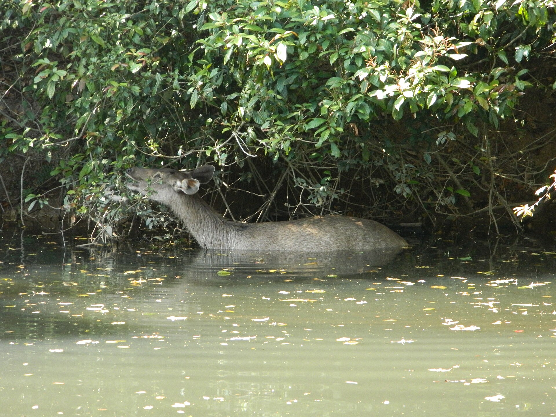 Sambar deer in Khao Yai National Park, Thailand