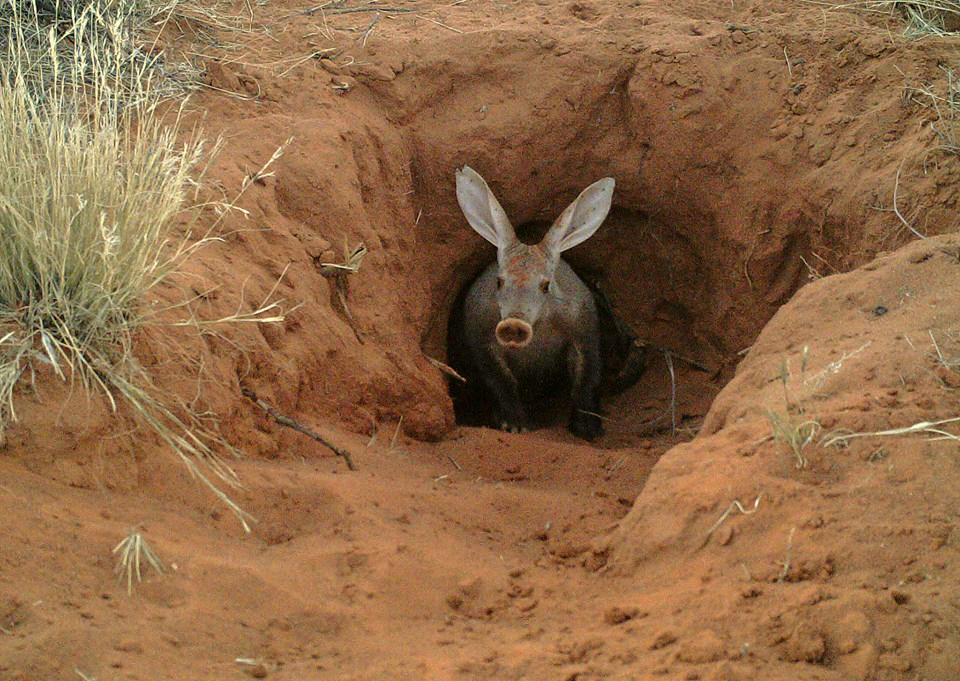 Aardvark standing in the entrance of a burrow