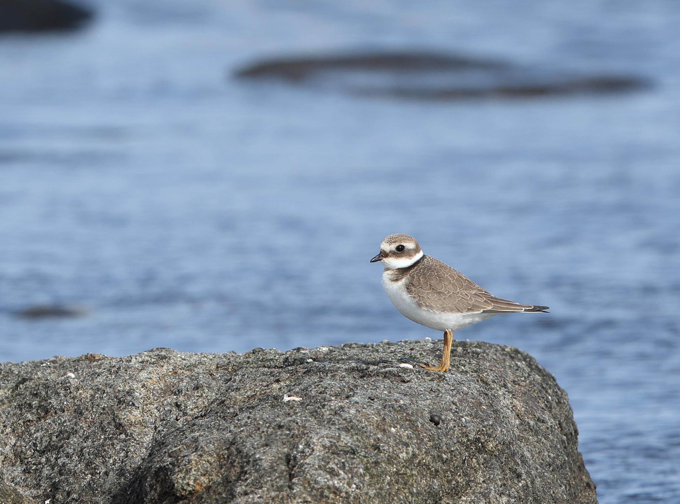 Juvenile Common Ringed Plover photographed at Lista, Norway