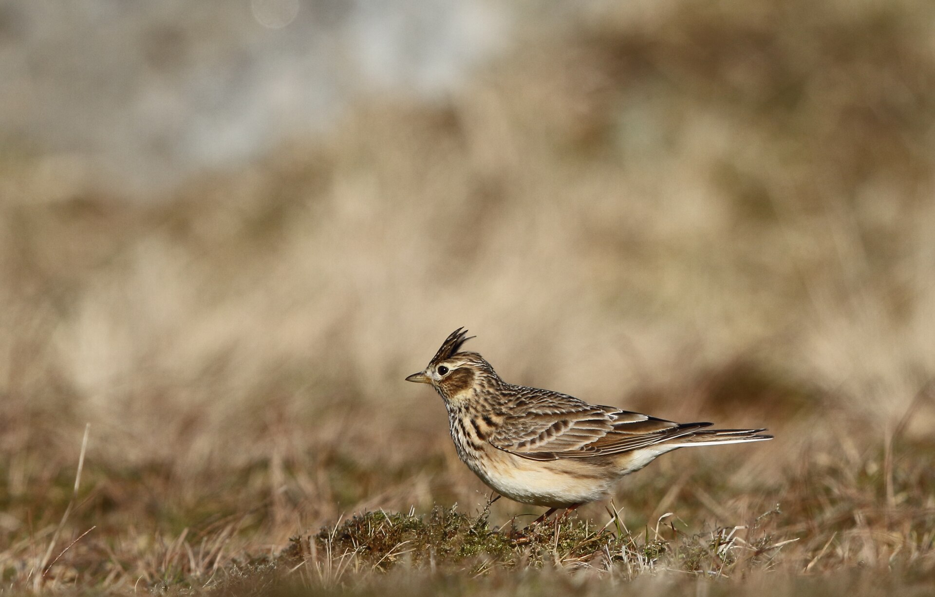 Eurasian Skylark at Lista, Norway