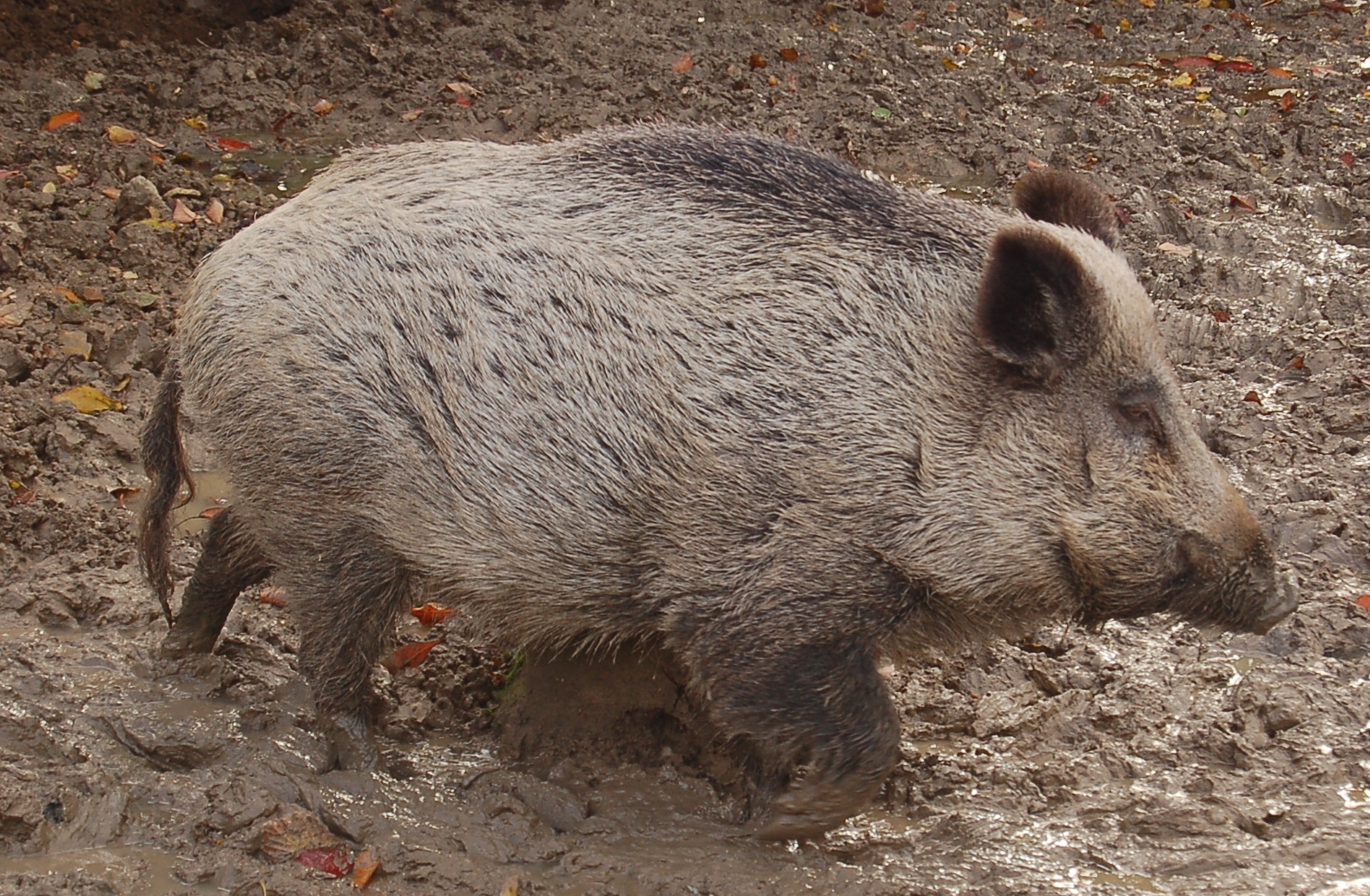 Wild boar in France