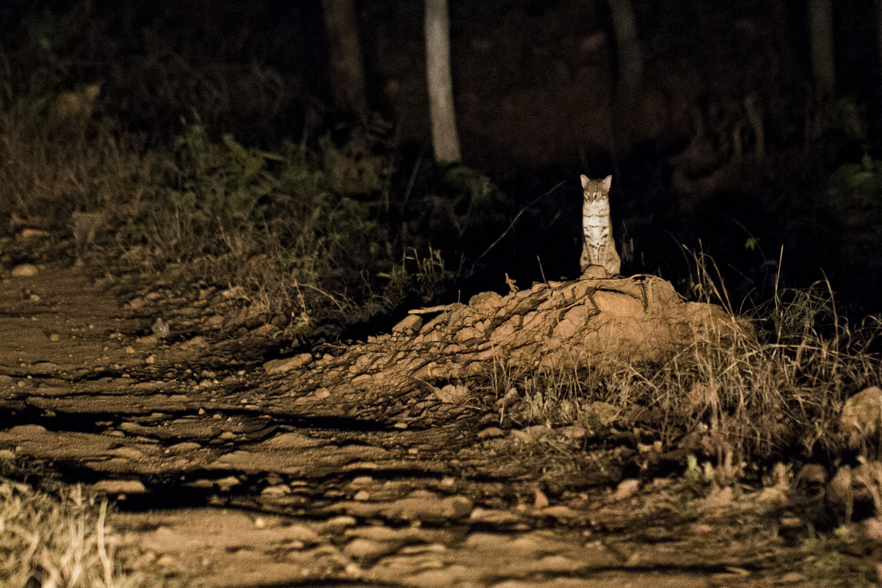 Wild rusty-spotted cat standing in a dry landscape at night in India