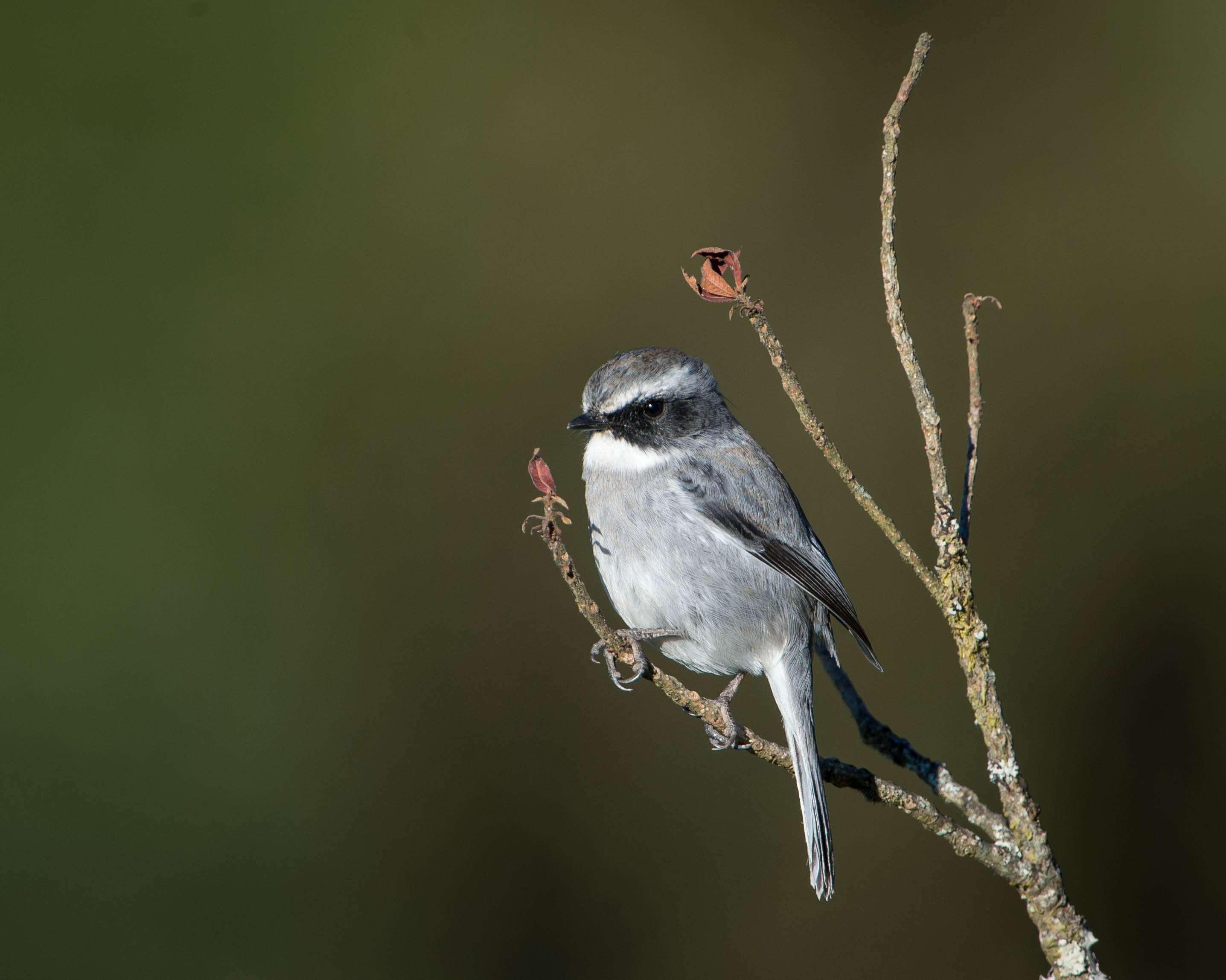 Male grey bushchat perched on a branch