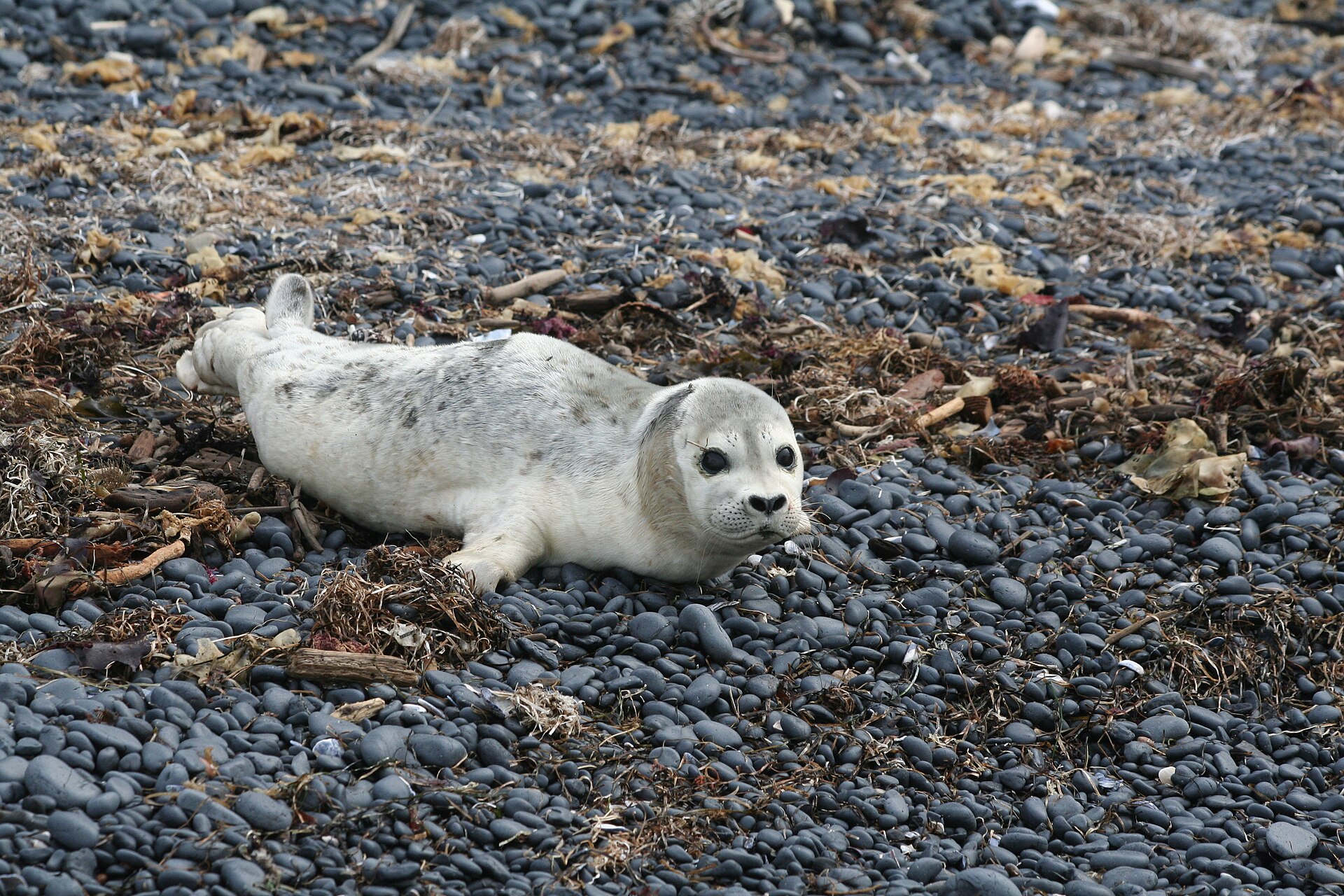 Very young harbour seal pup at Yaquina Head on the Oregon coast