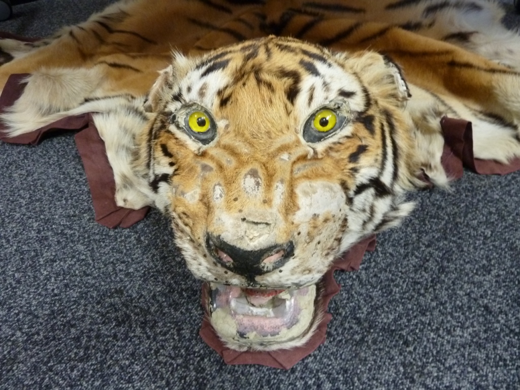 Seized tiger skin displayed as evidence of illegal wildlife trade