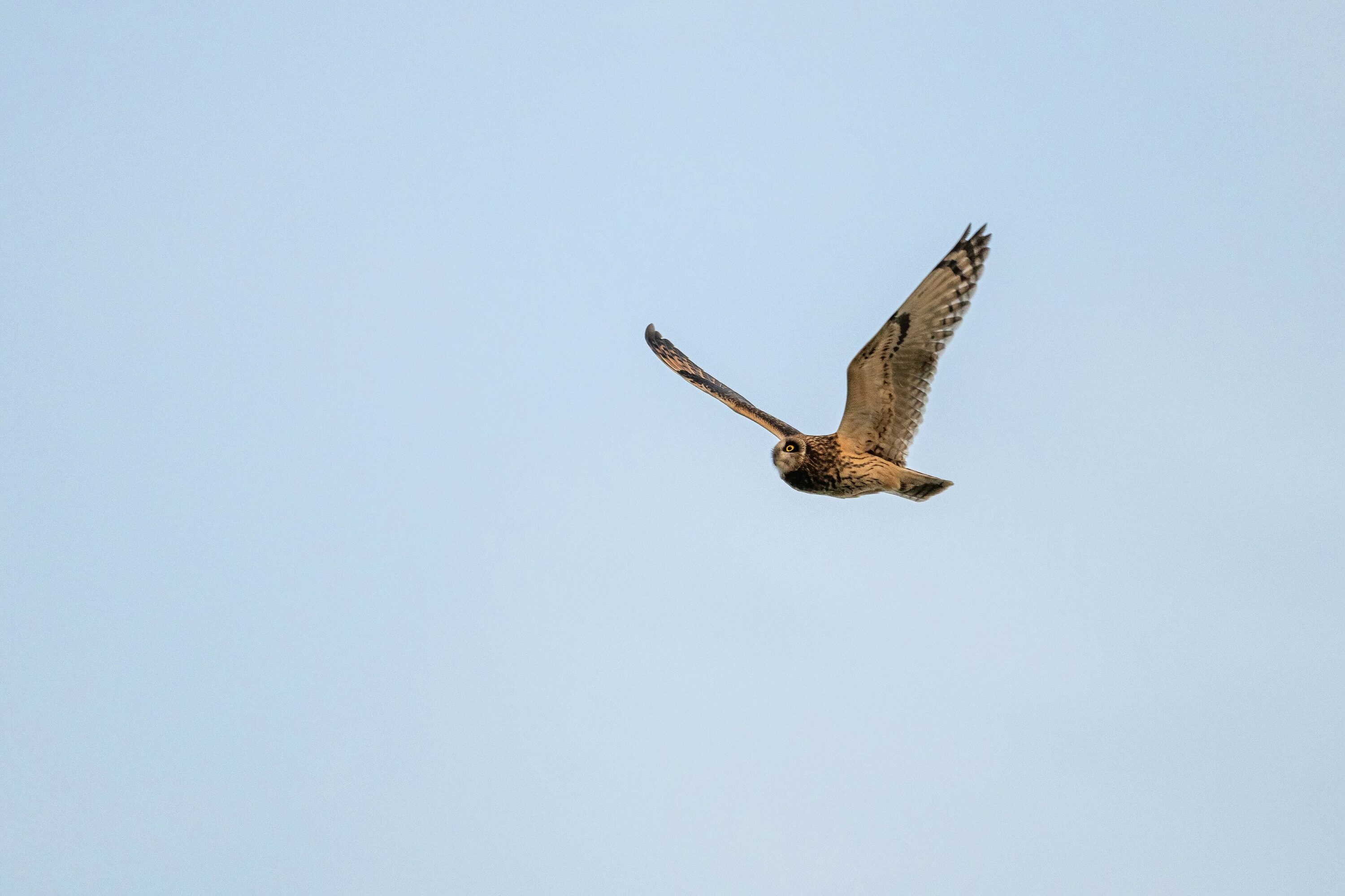 Short-eared Owl standing in open habitat