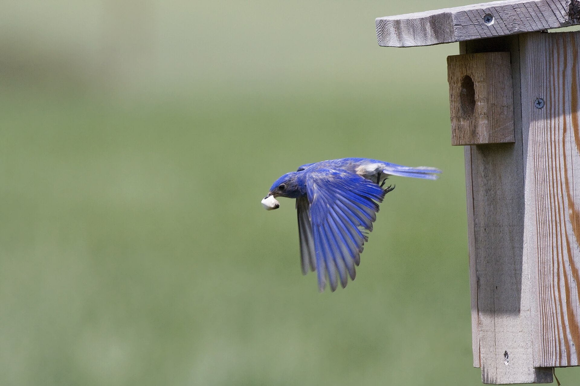 Adult Western Bluebird removing a fecal sac from a nest box in Los Osos, California