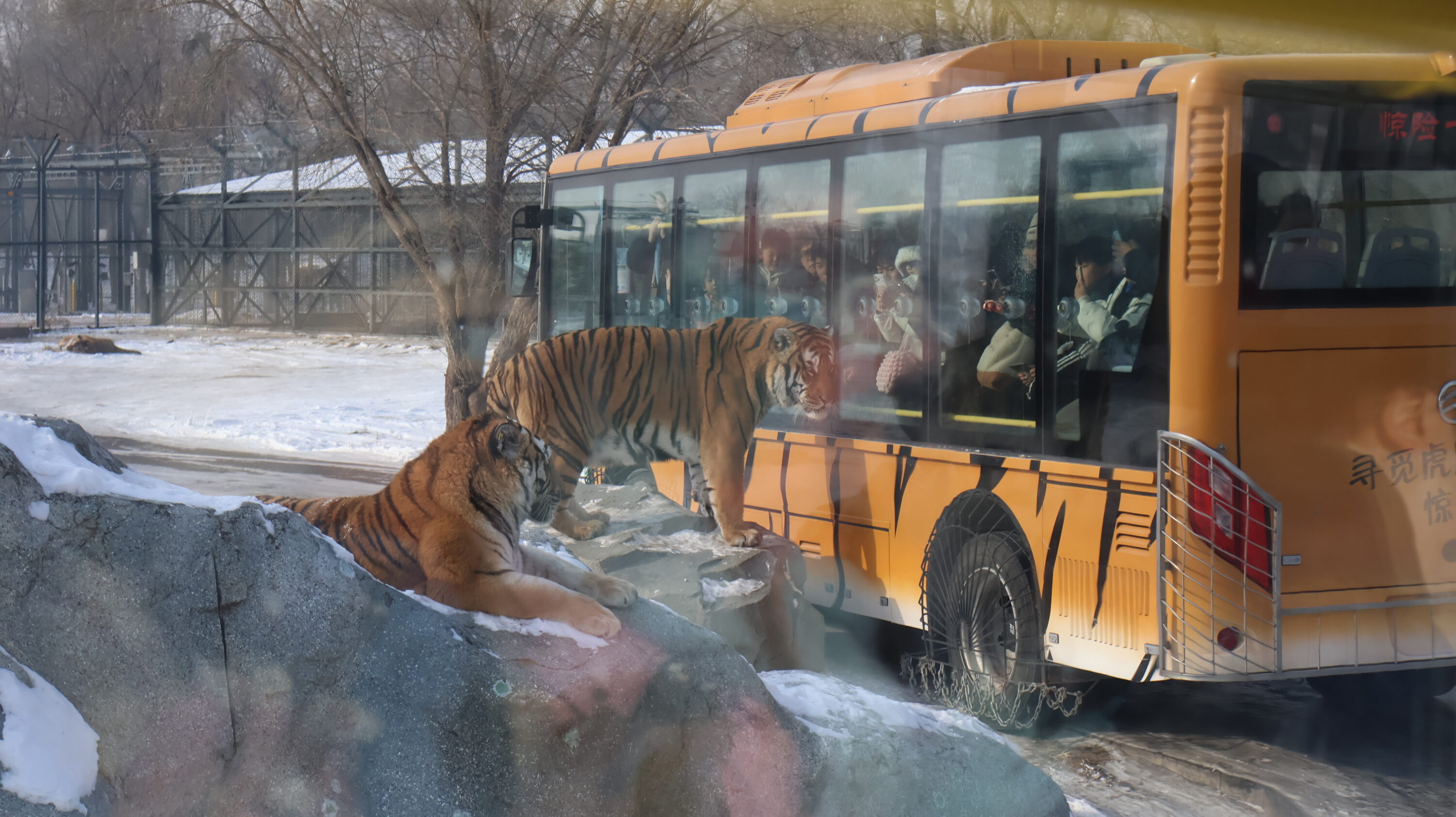 Amur tigers at Siberian Tiger Park in Harbin, China
