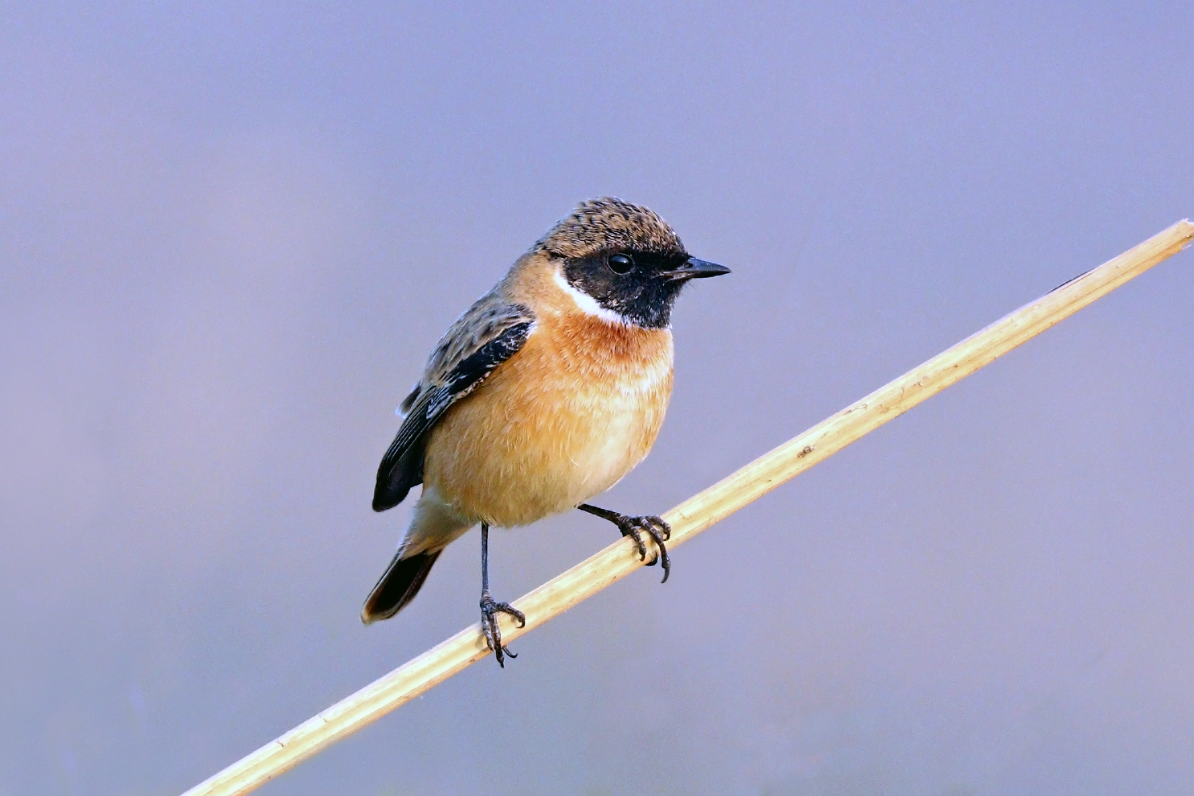 Male Siberian stonechat perched on a reed