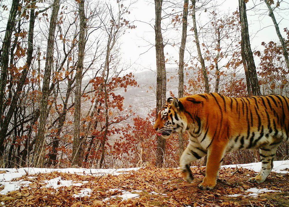 Wild Amur tiger photographed by a camera trap in the Russian Far East
