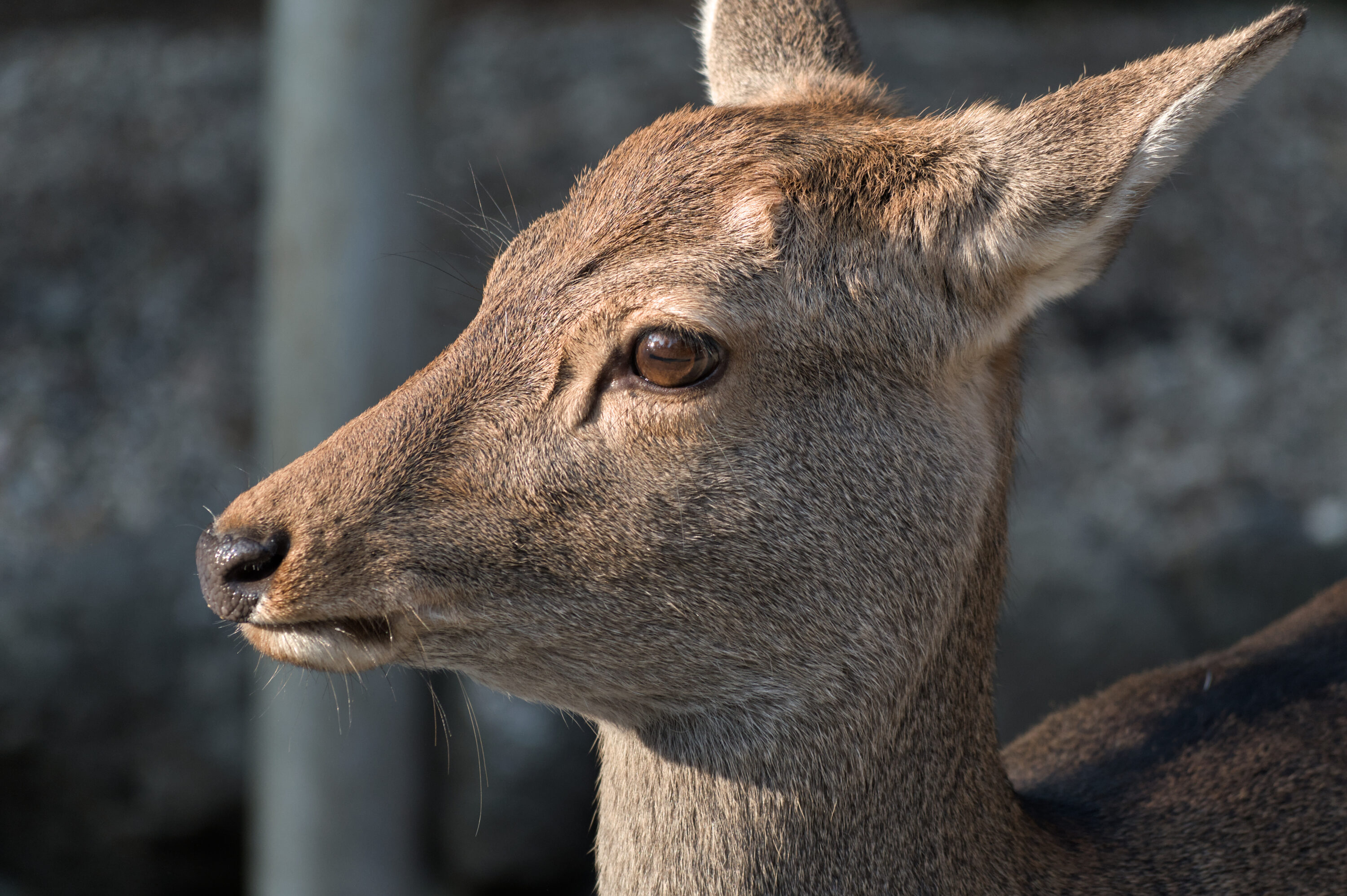 Female sika deer in Nara Park, Japan
