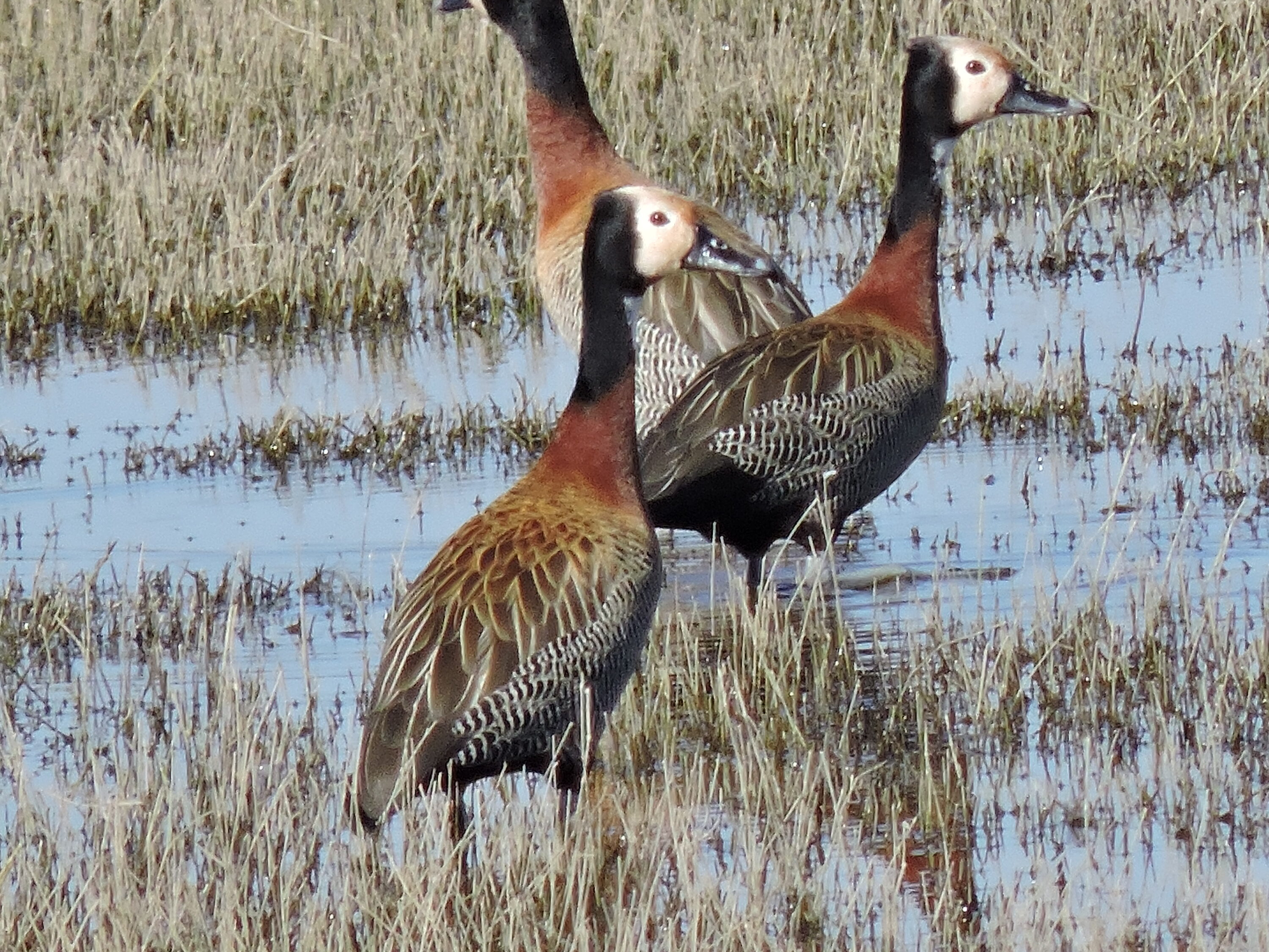 White-faced whistling-ducks in a wetland in Córdoba, Argentina