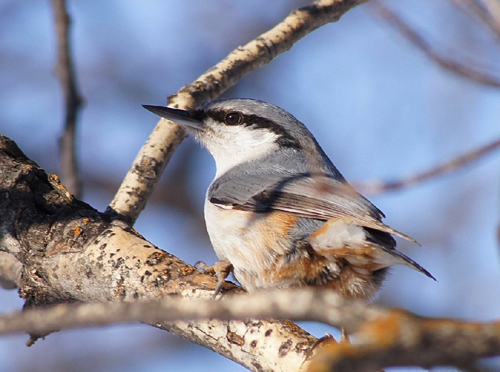 Eurasian nuthatch in Saratov, Russia