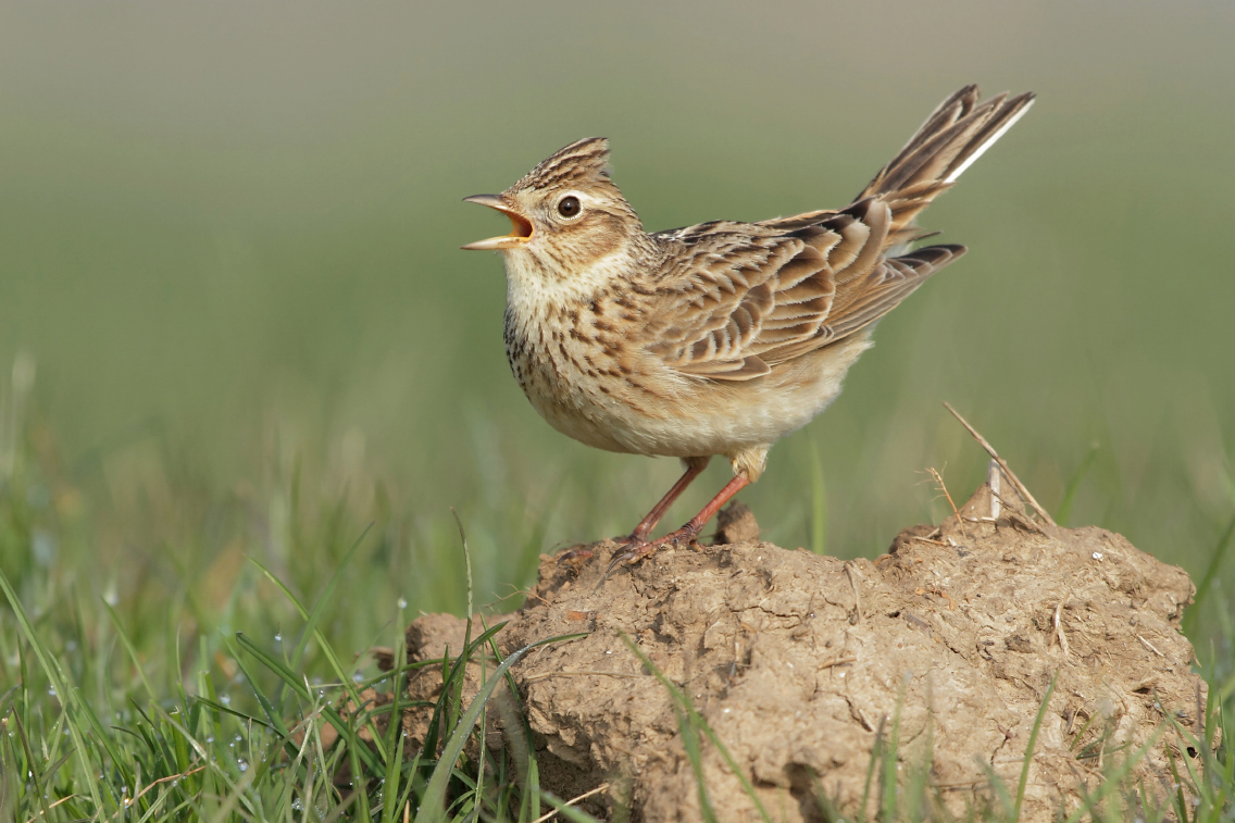 Wild Eurasian Skylark on open grassland