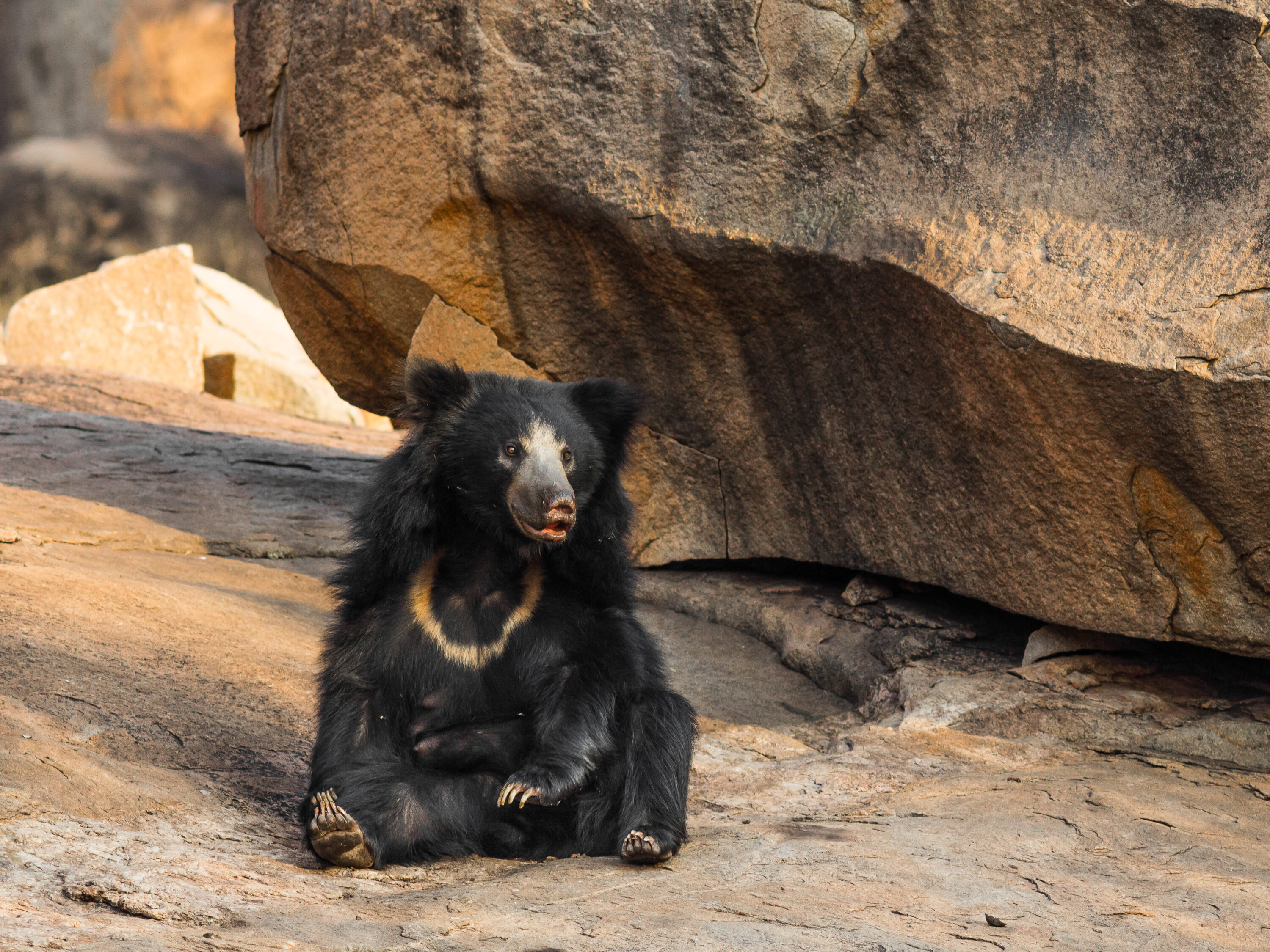 Wild Sloth Bear resting on rocky ground in India