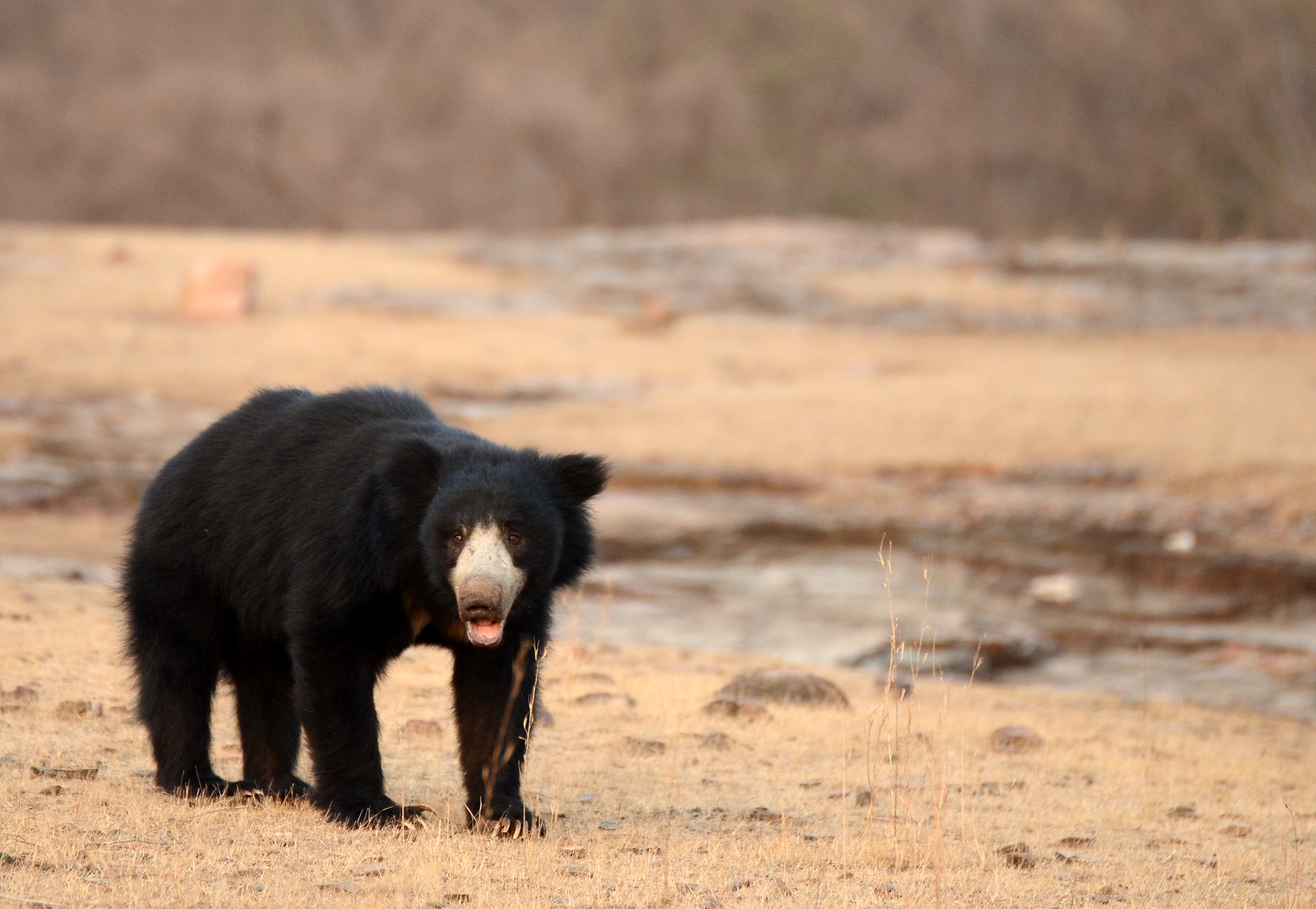 Wild sloth bear in Ranthambore National Park