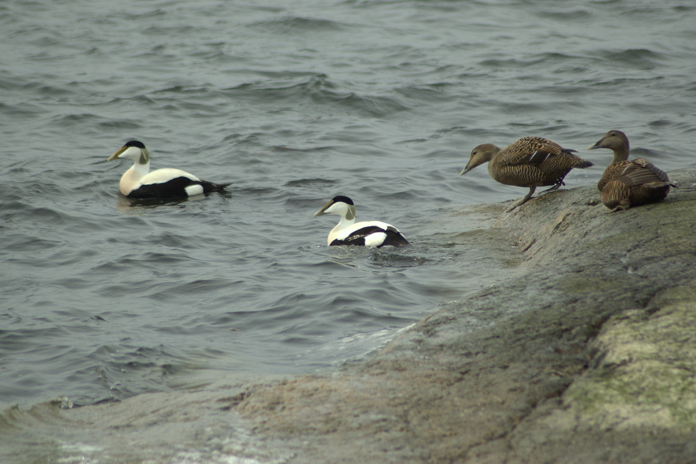 Male and female common eiders