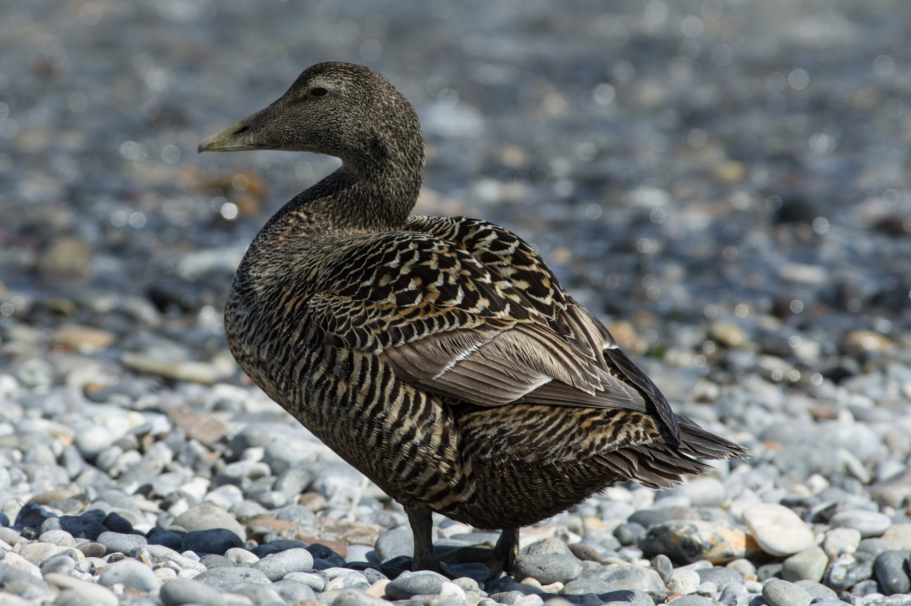 Female common eider standing on land