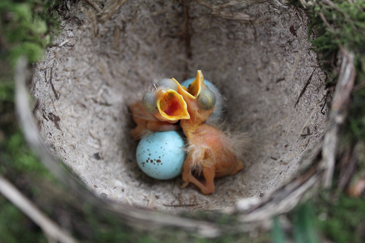 Song thrush nest containing newly hatched chicks and a blue egg