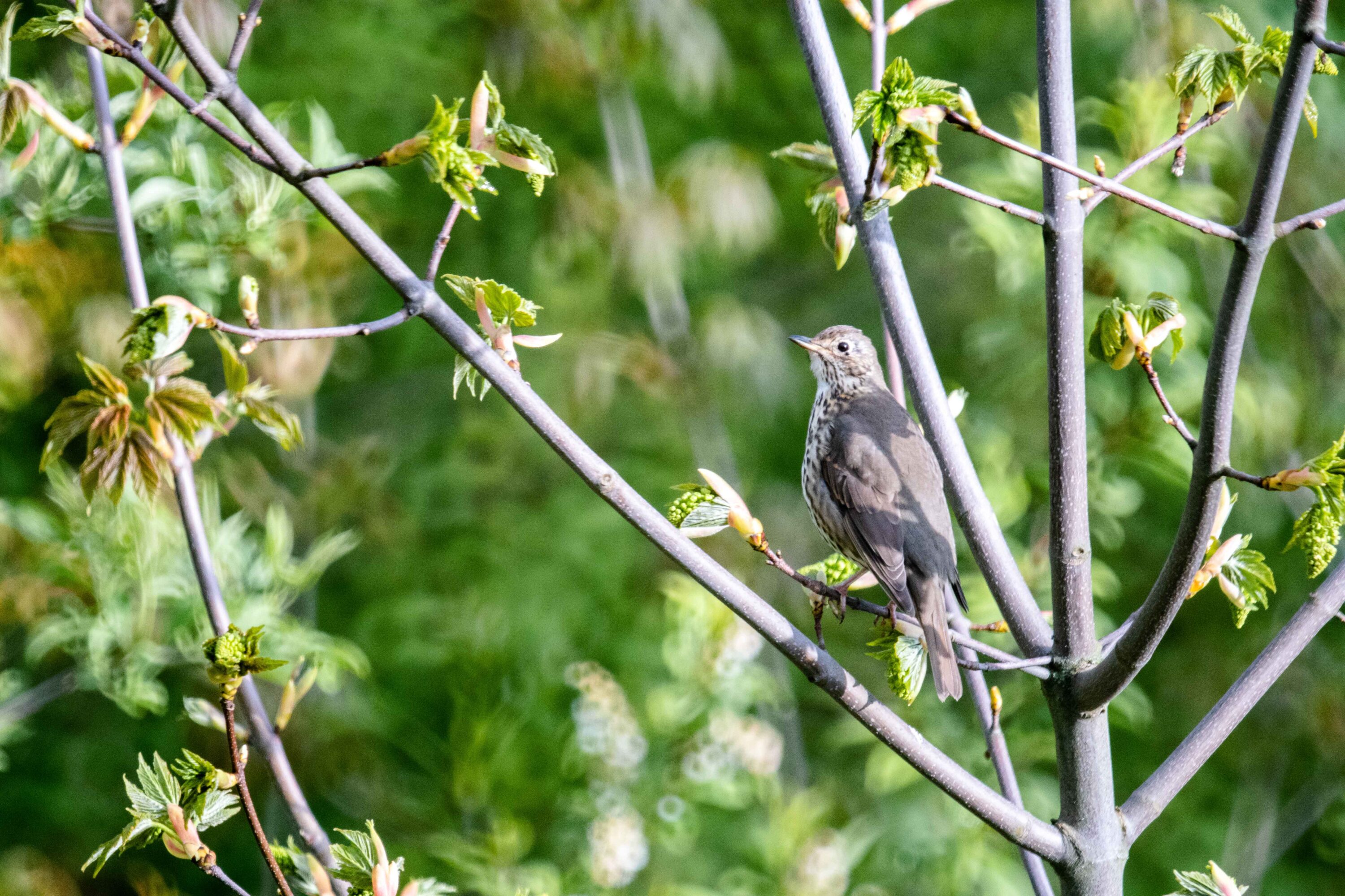 Song thrush perched among leafy branches