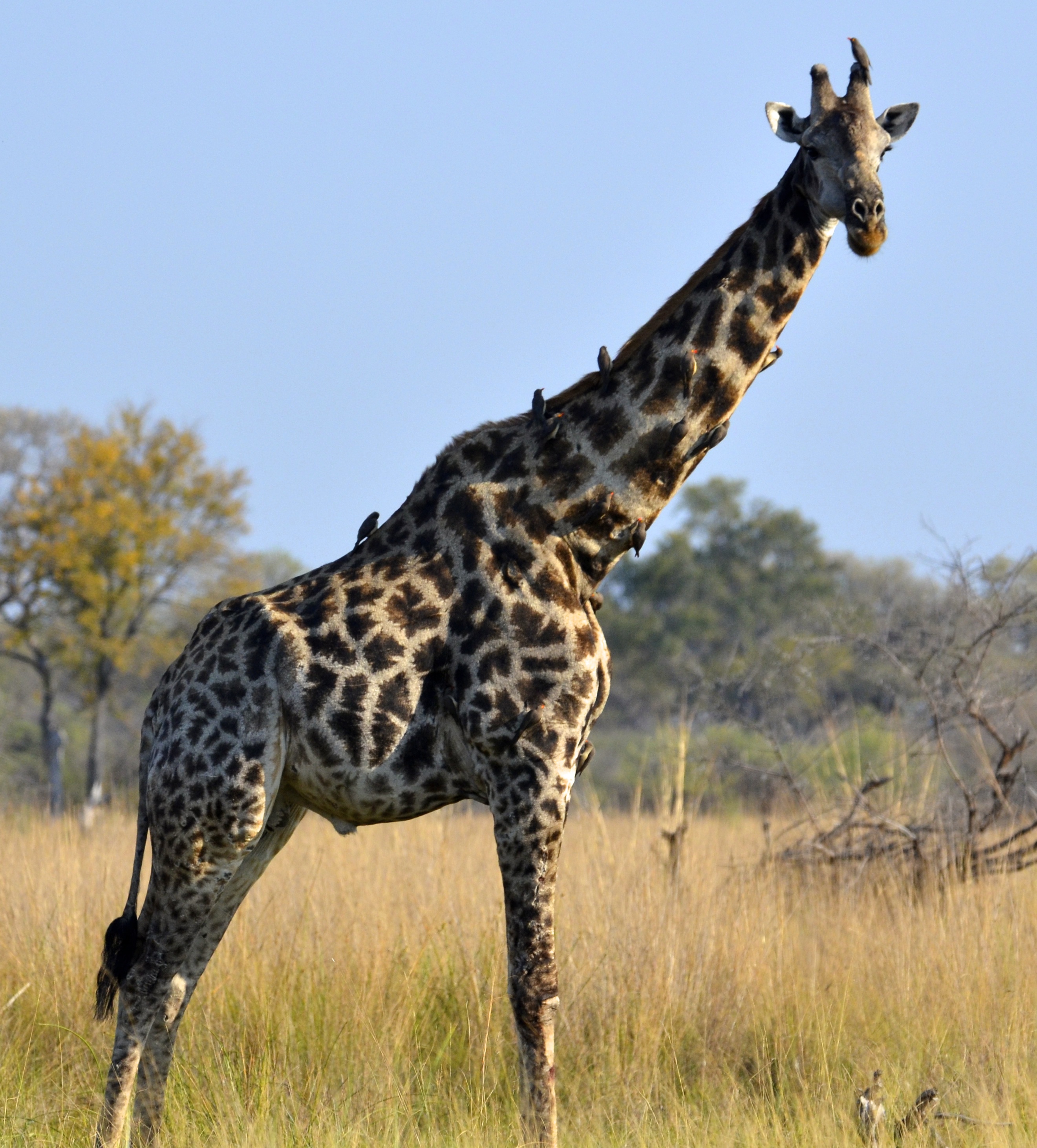 Giraffe standing in open savanna
