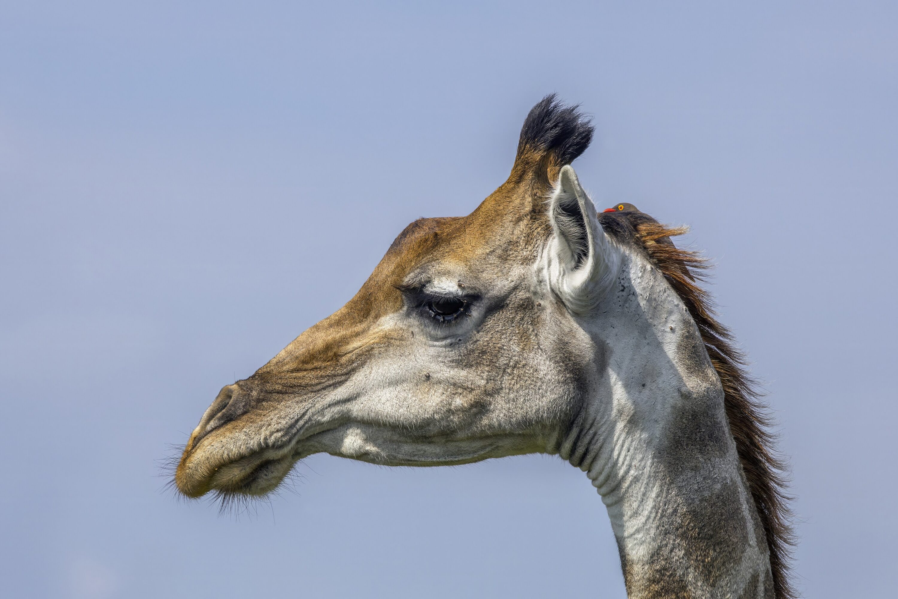 Southern giraffe with a red-billed oxpecker perched on its head in Kruger National Park