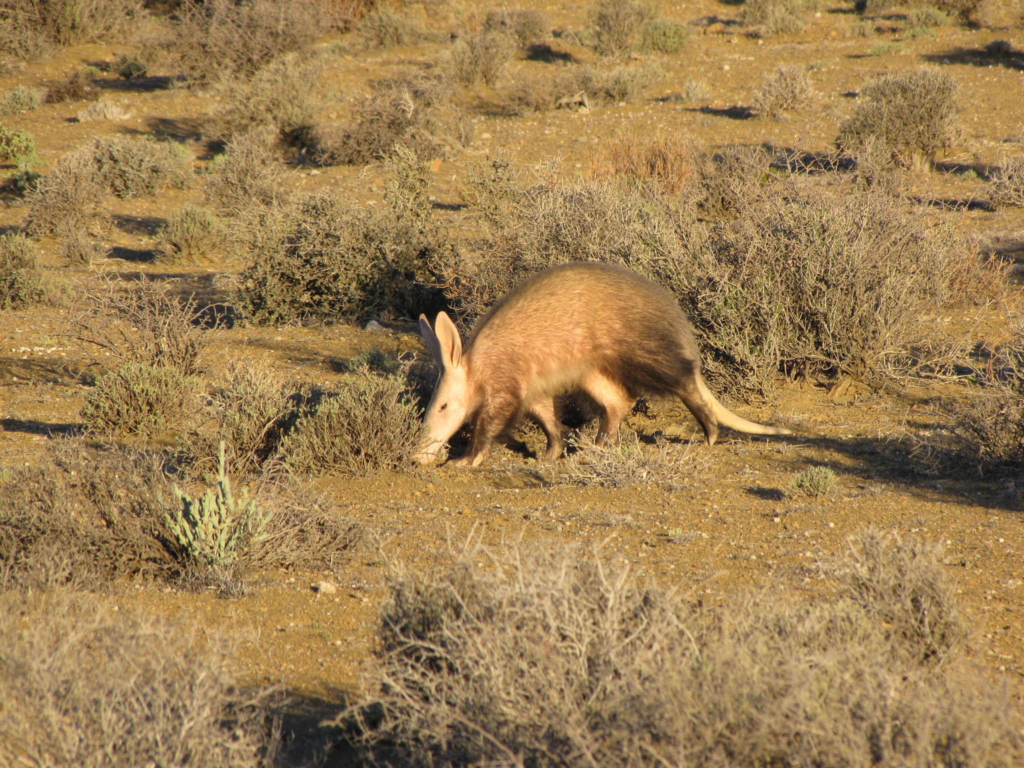Wild southern aardvark in South Africa