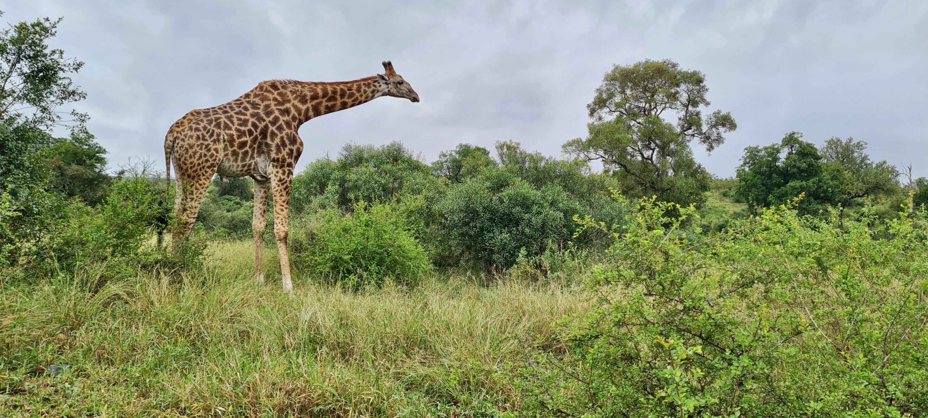 Male Southern Giraffe (Giraffa giraffa) standing in green savanna in Kruger National Park