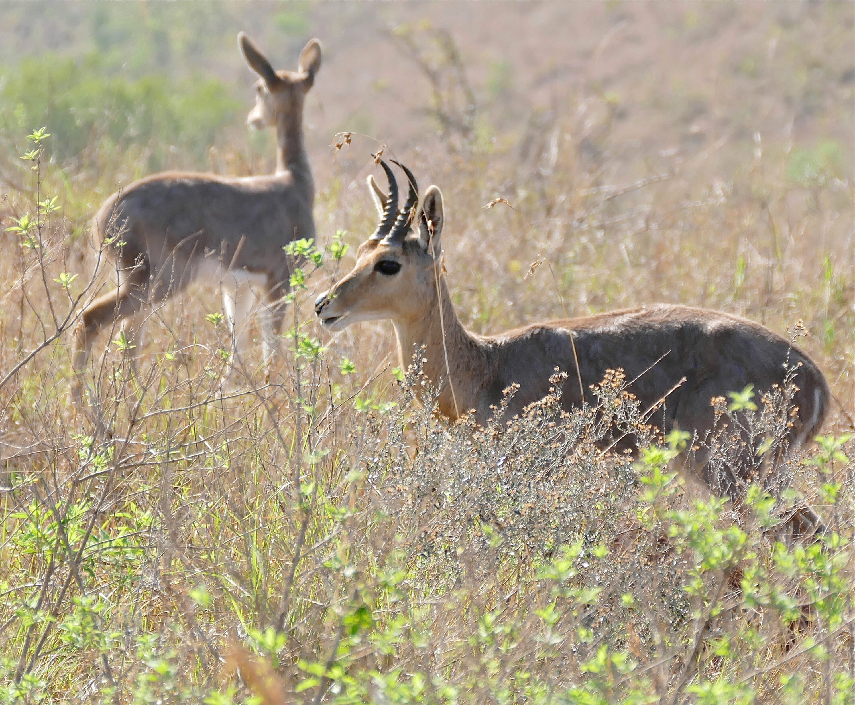 Male and female mountain reedbuck in South Africa