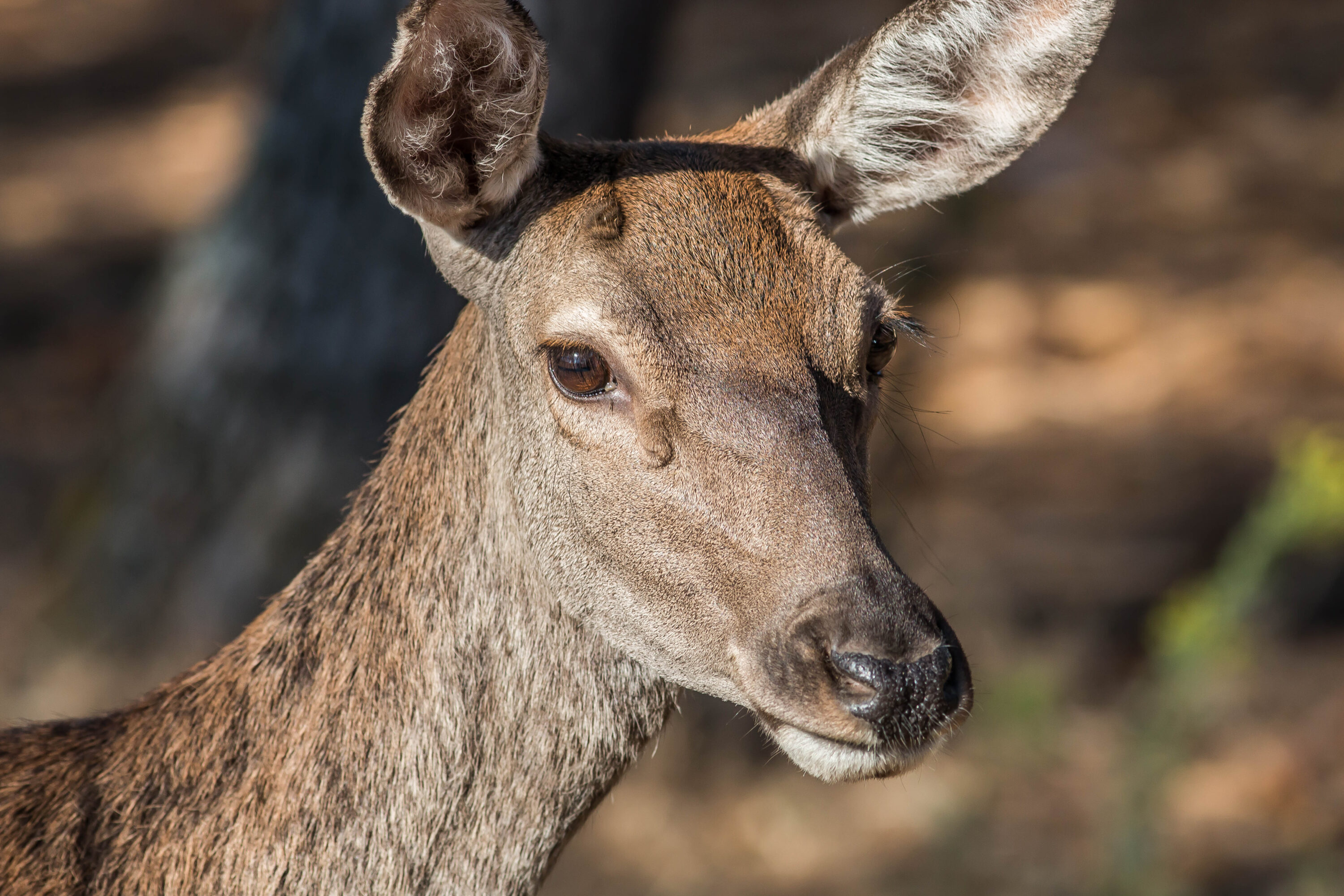 Close portrait of a female Spanish red deer in Monfragüe, Spain