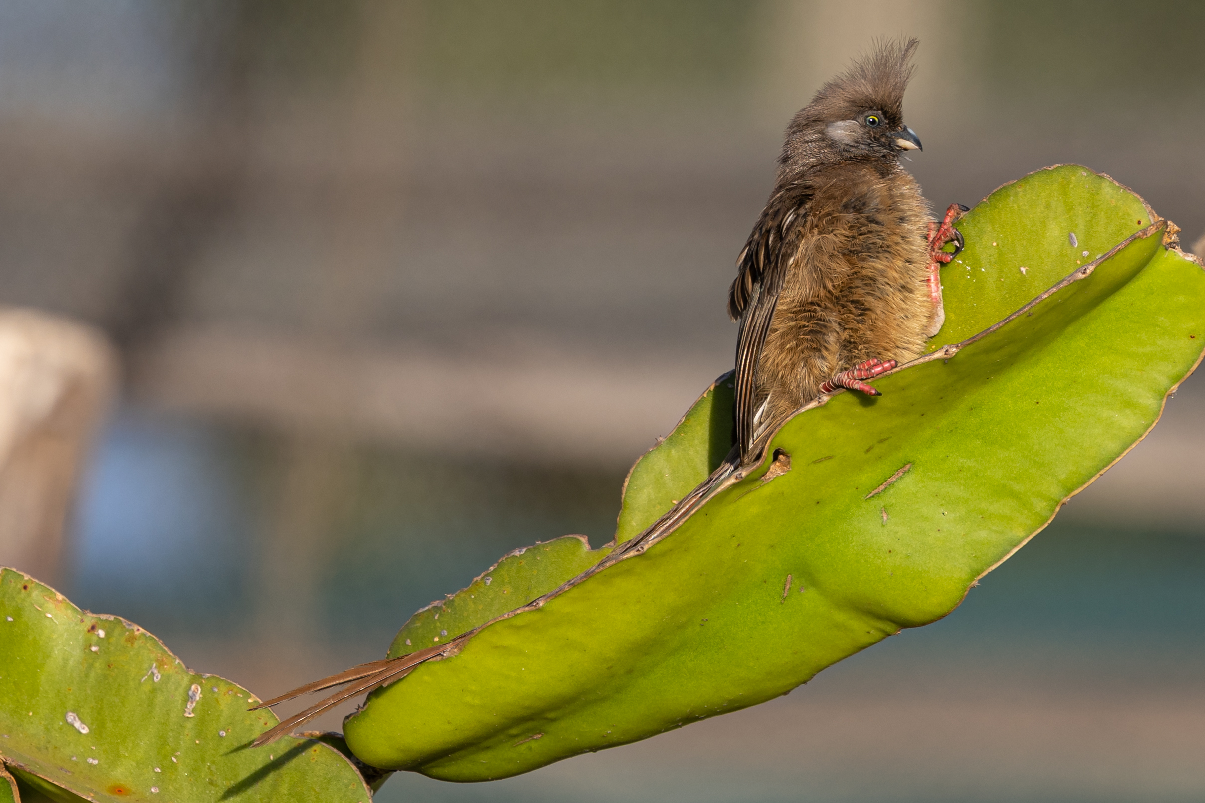 Speckled mousebird perched on a broad green leaf at Lake Baringo, Kenya