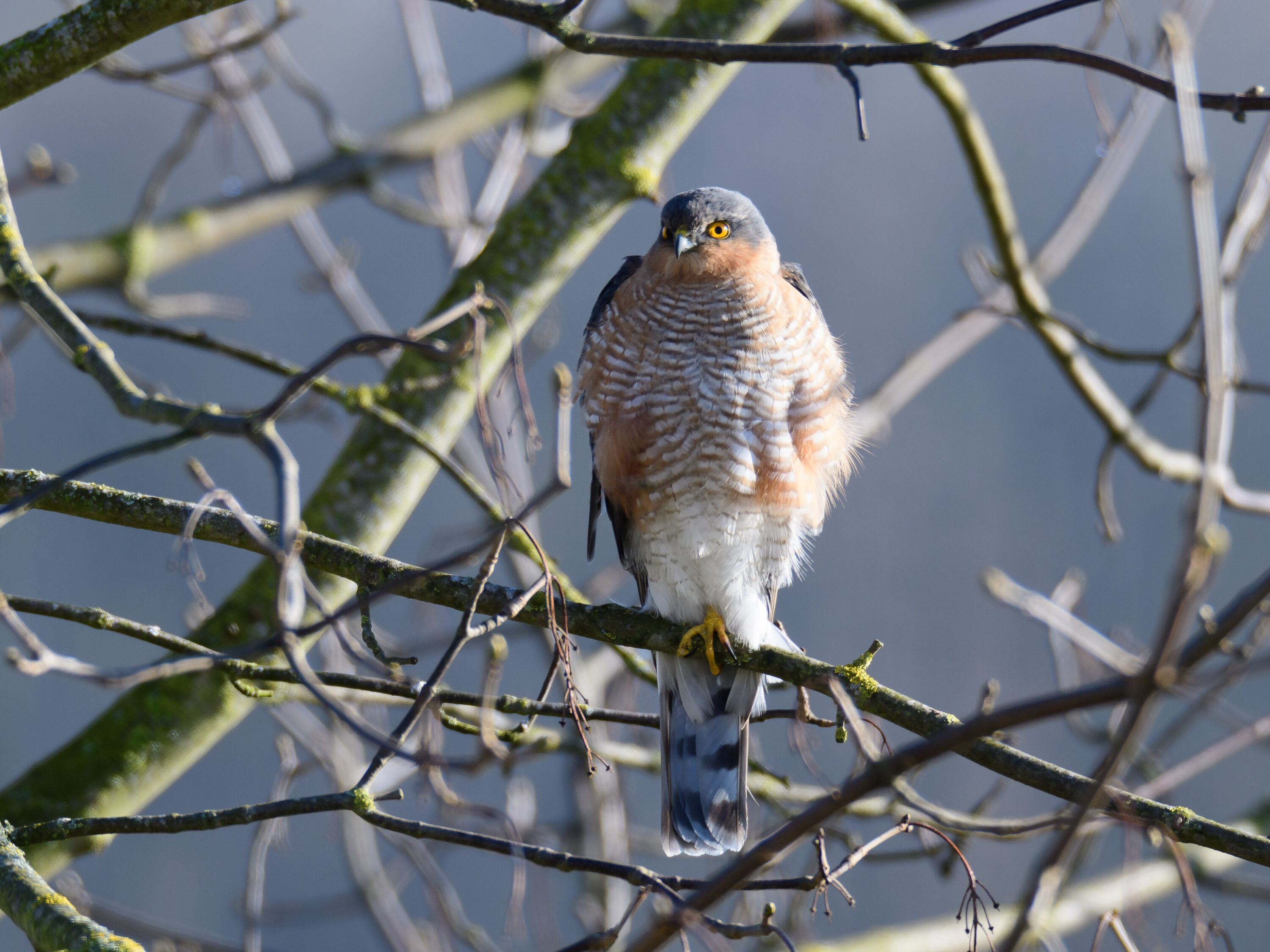 Eurasian sparrowhawk perched outdoors