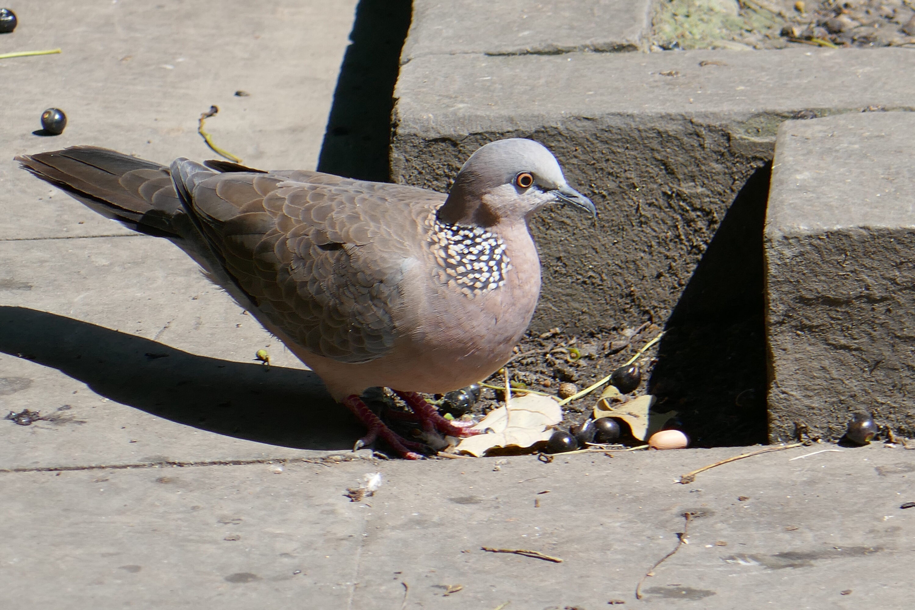 Spotted dove standing in a temple garden in Chengdu, China